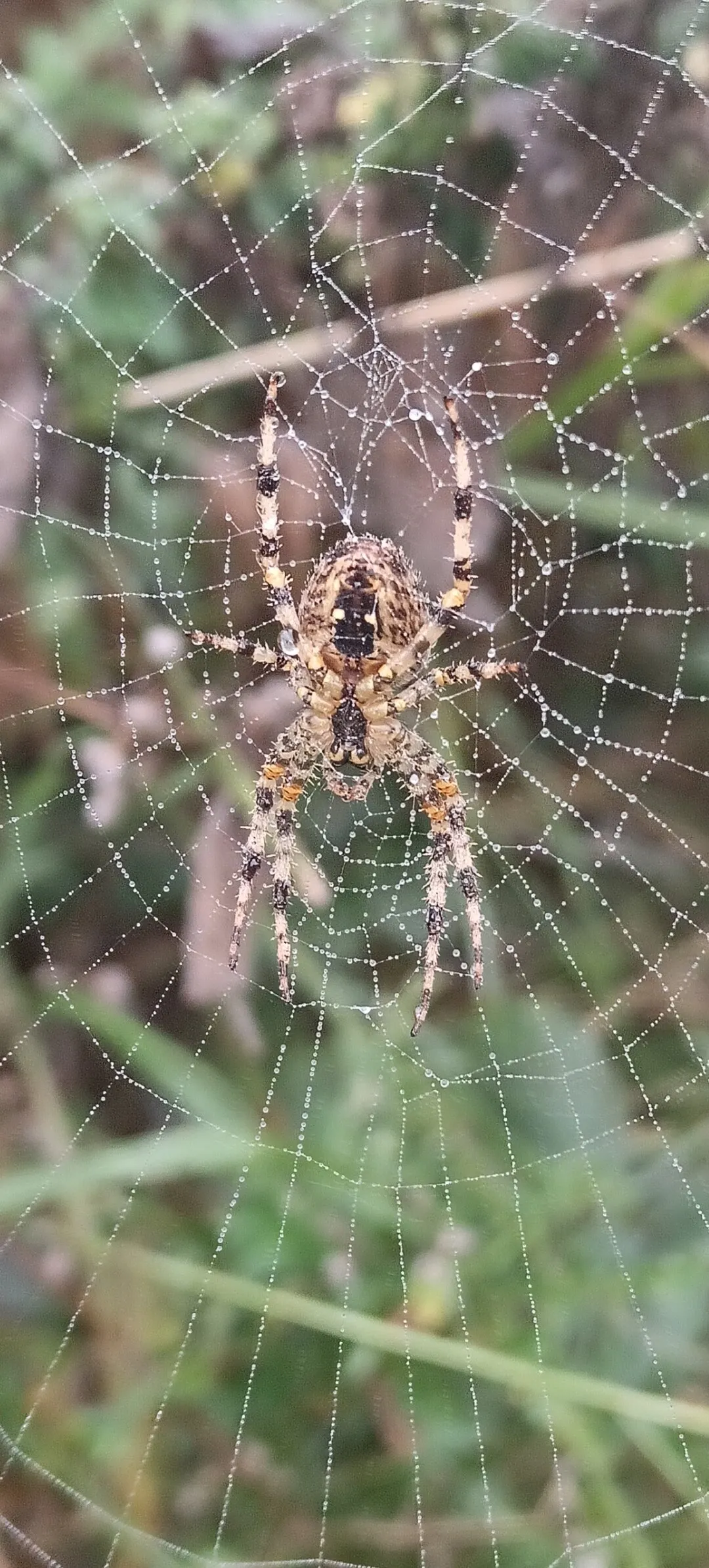 Spider in web