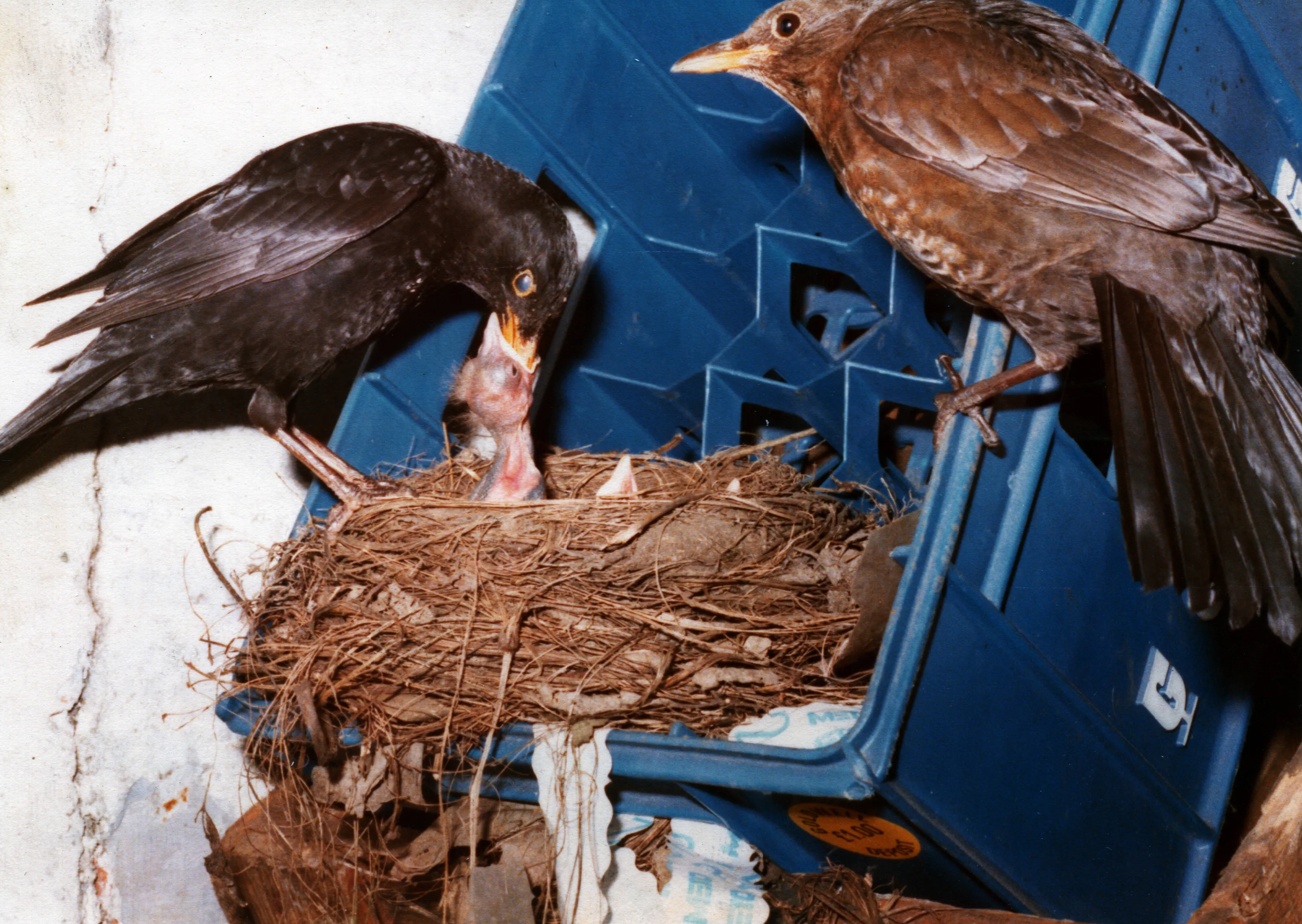 Blackbirds nesting.
