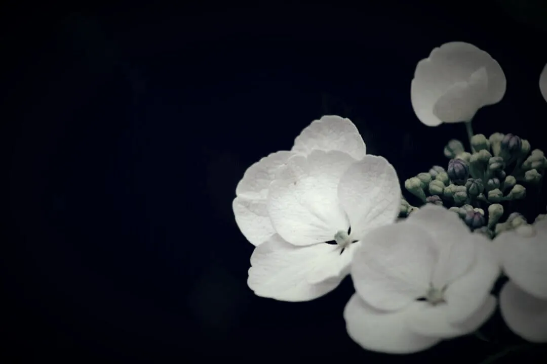Hydrangea