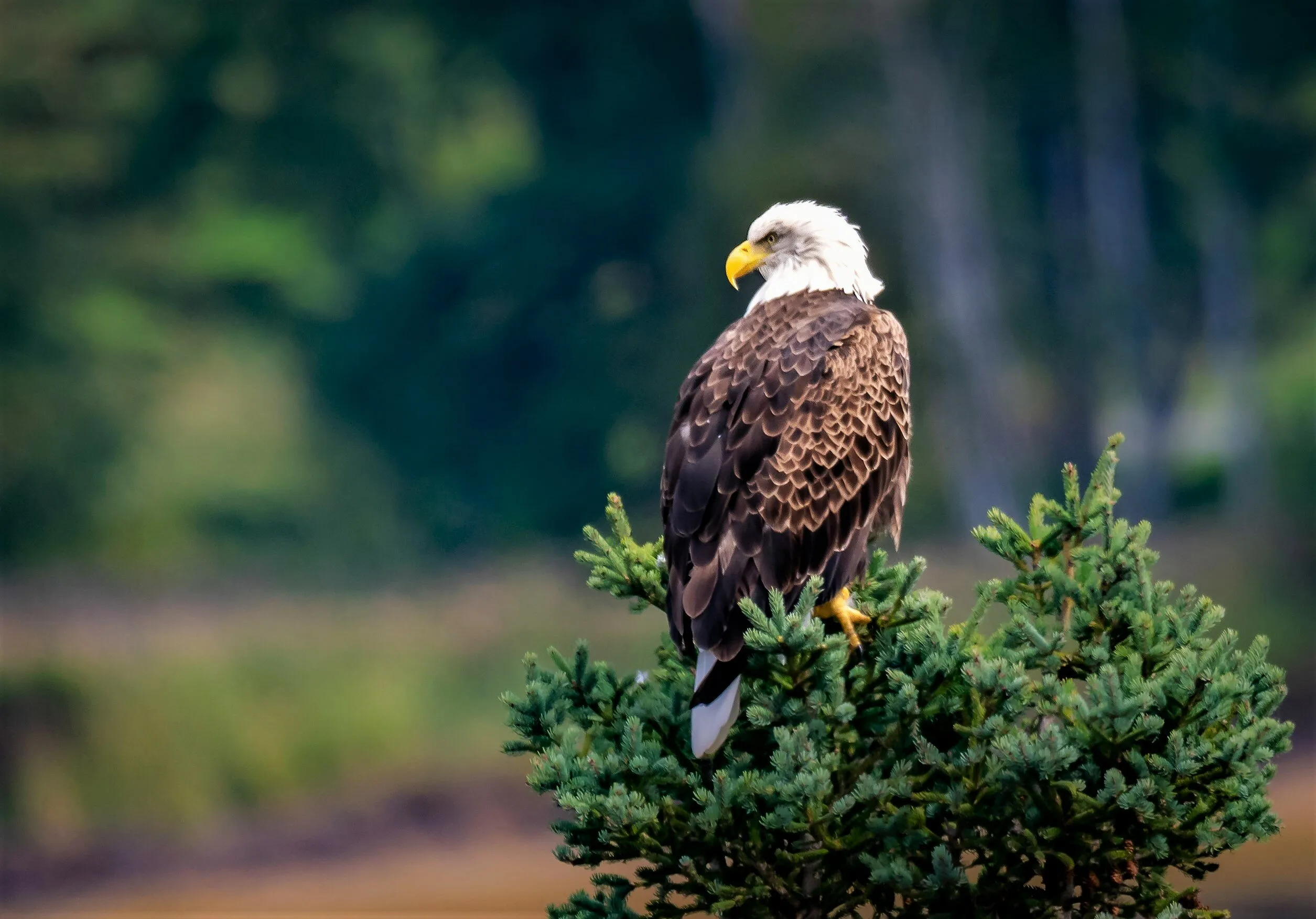 Bald eagle