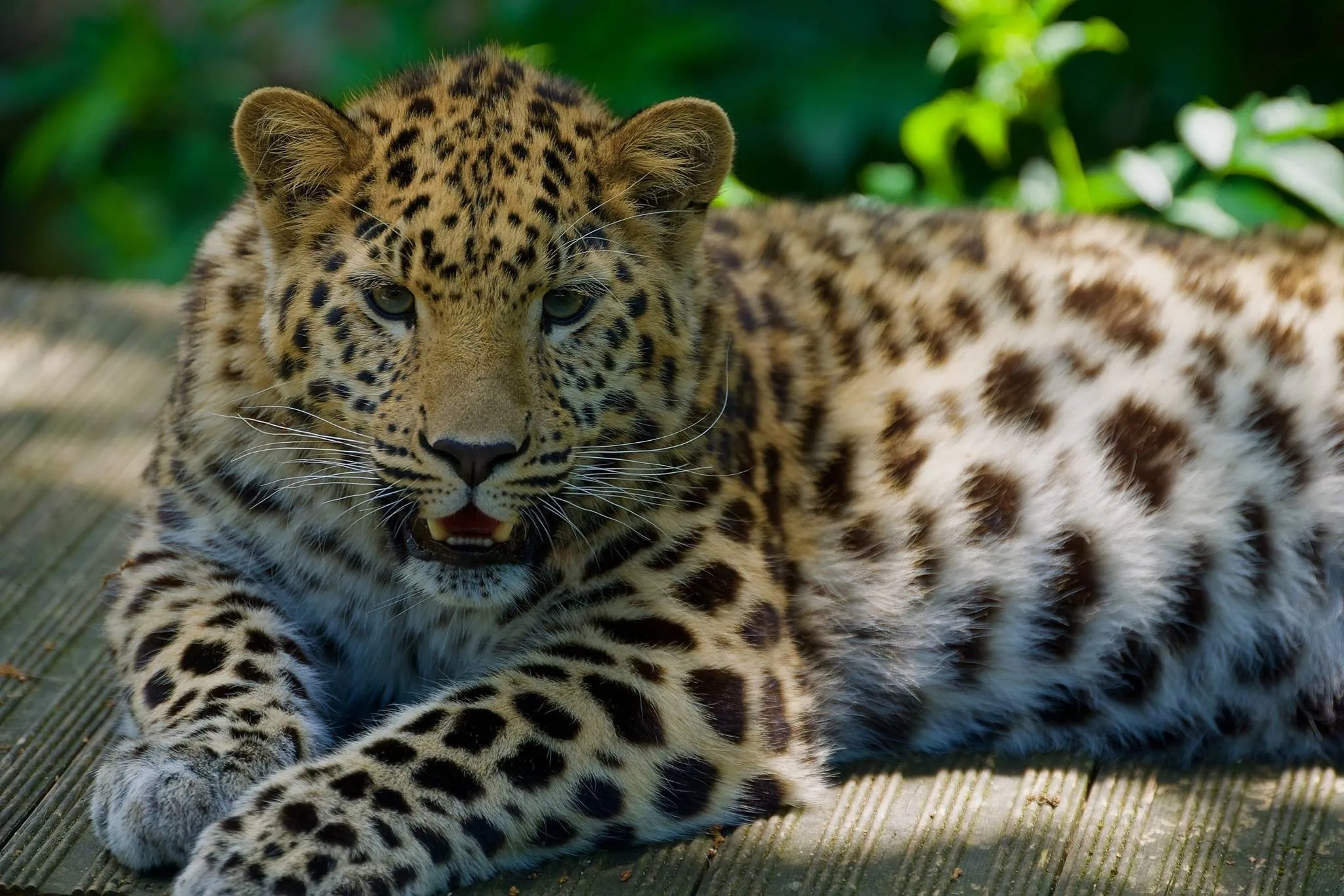 Kazimir the Amur Leopard Cub