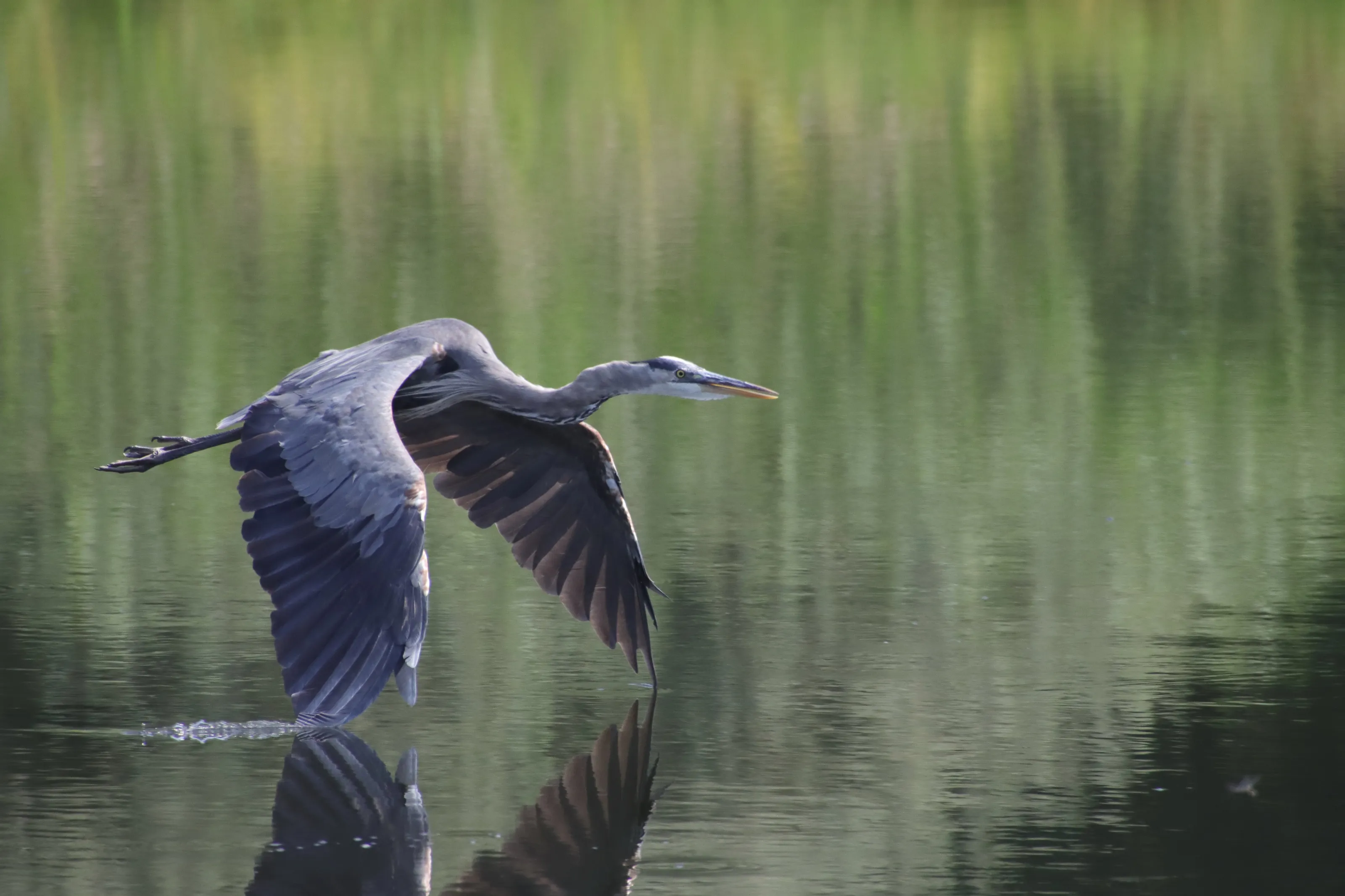 Low Flying Great Blue Heron