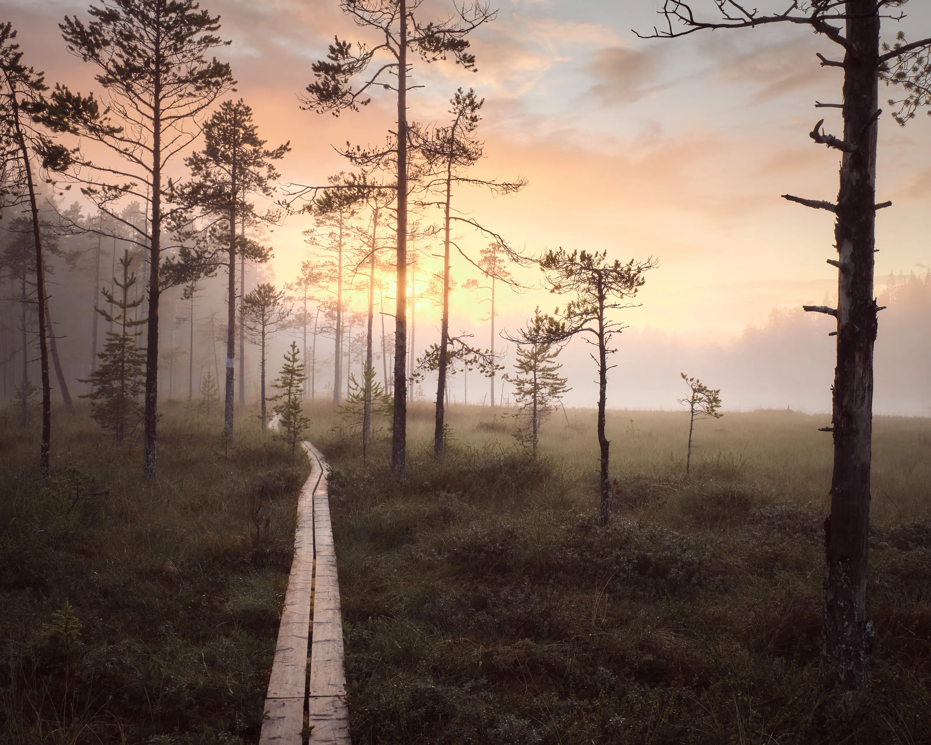 Road of the mire