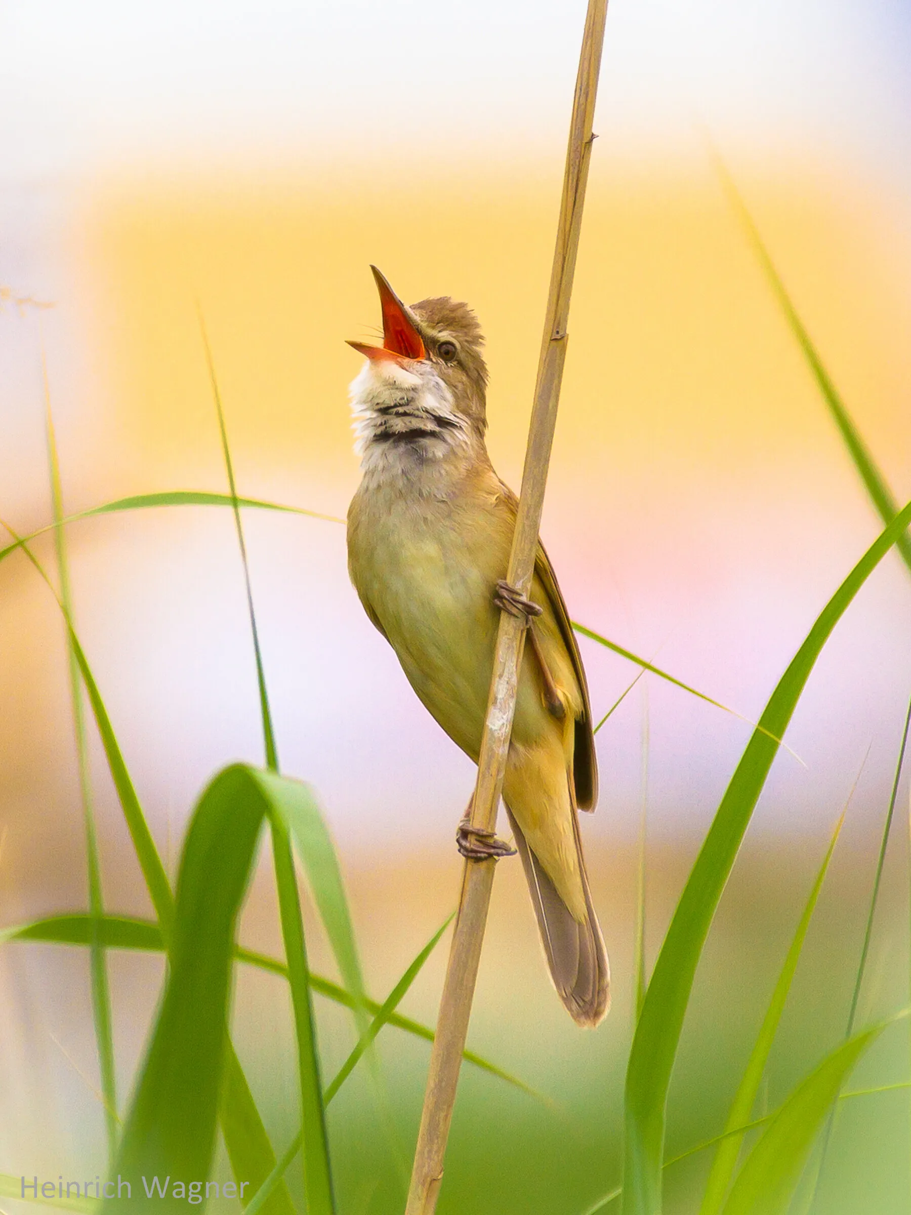 Marsh Warbler singing real loud