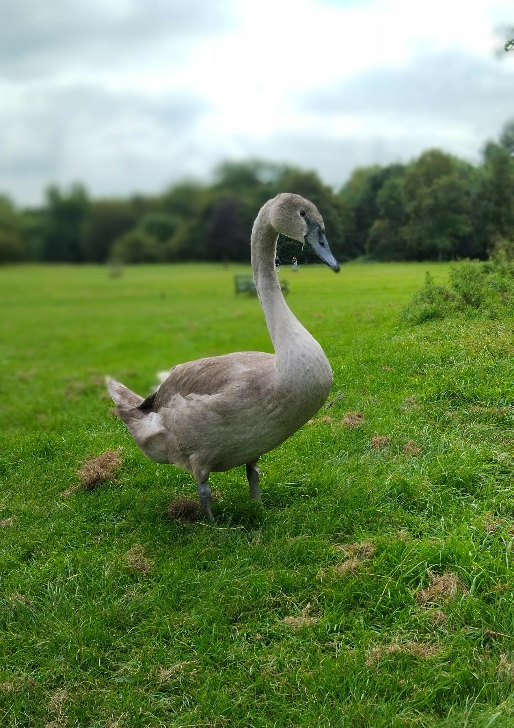 Sassy cygnet