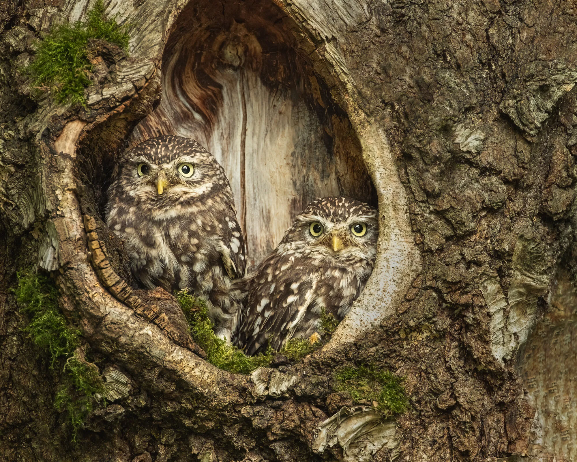 little owls