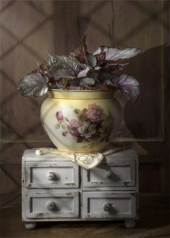The Begonia Houseplant