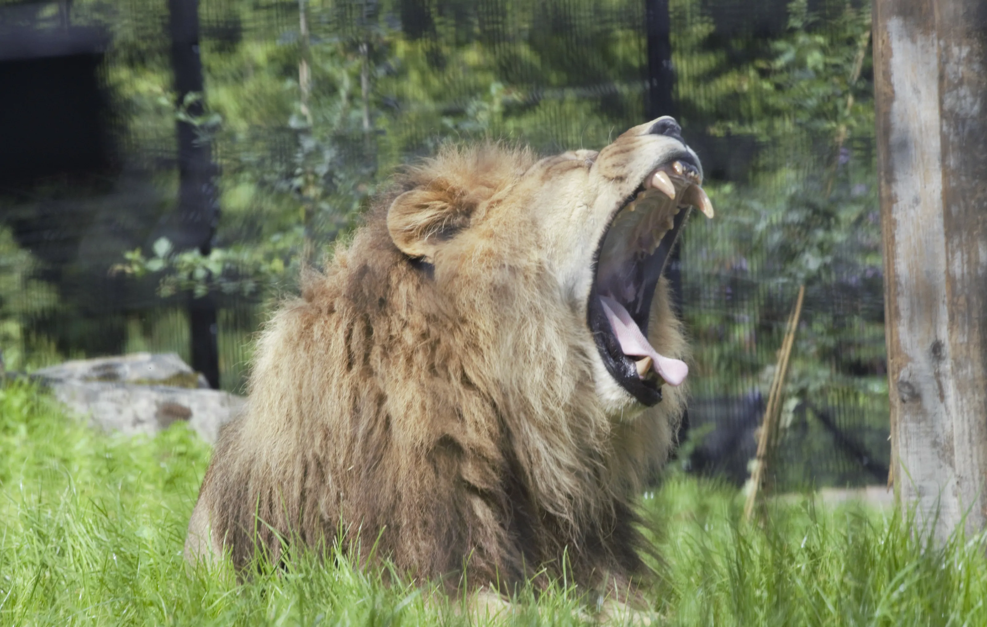 belfast zoo