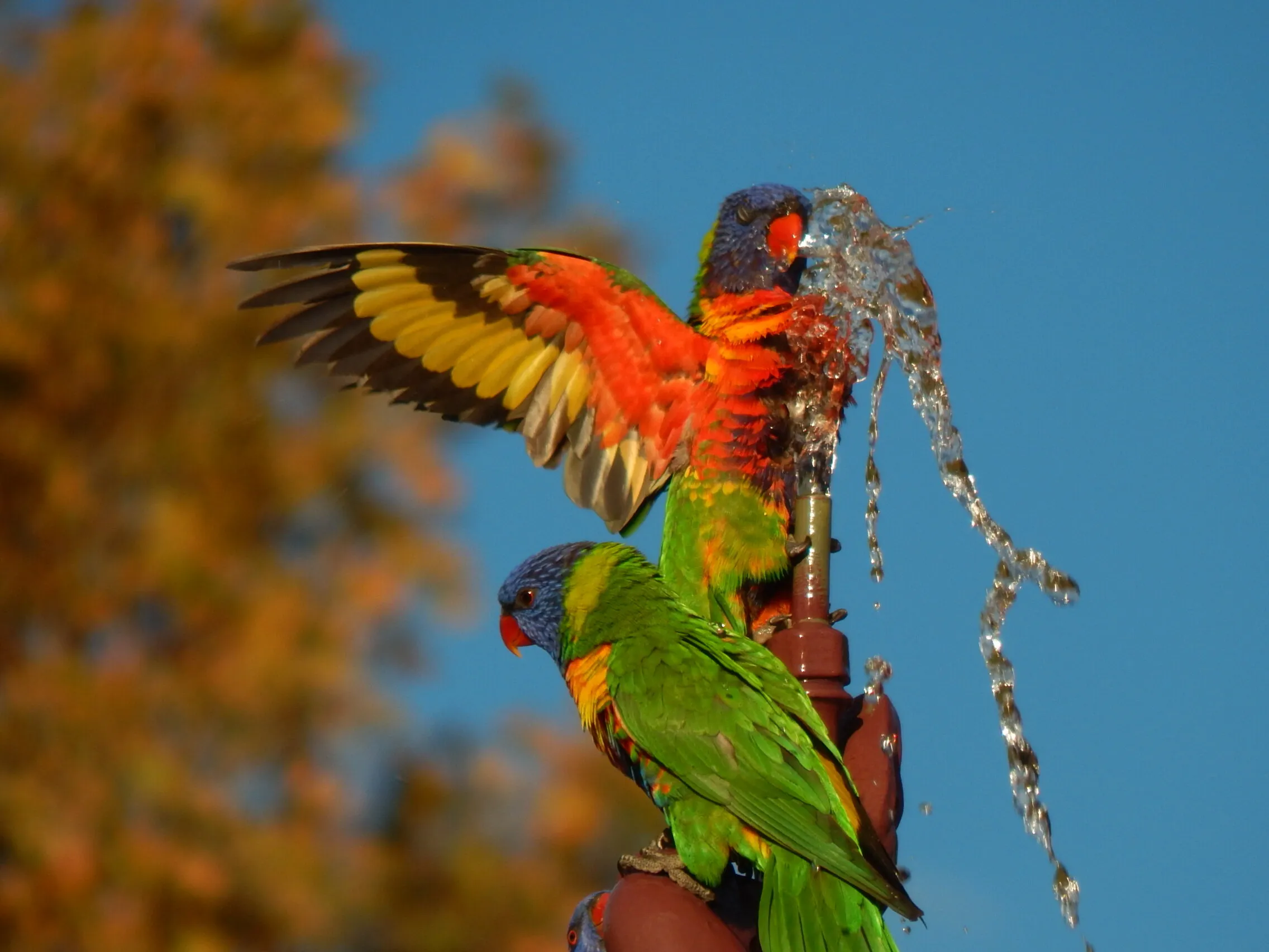 Lorikeets