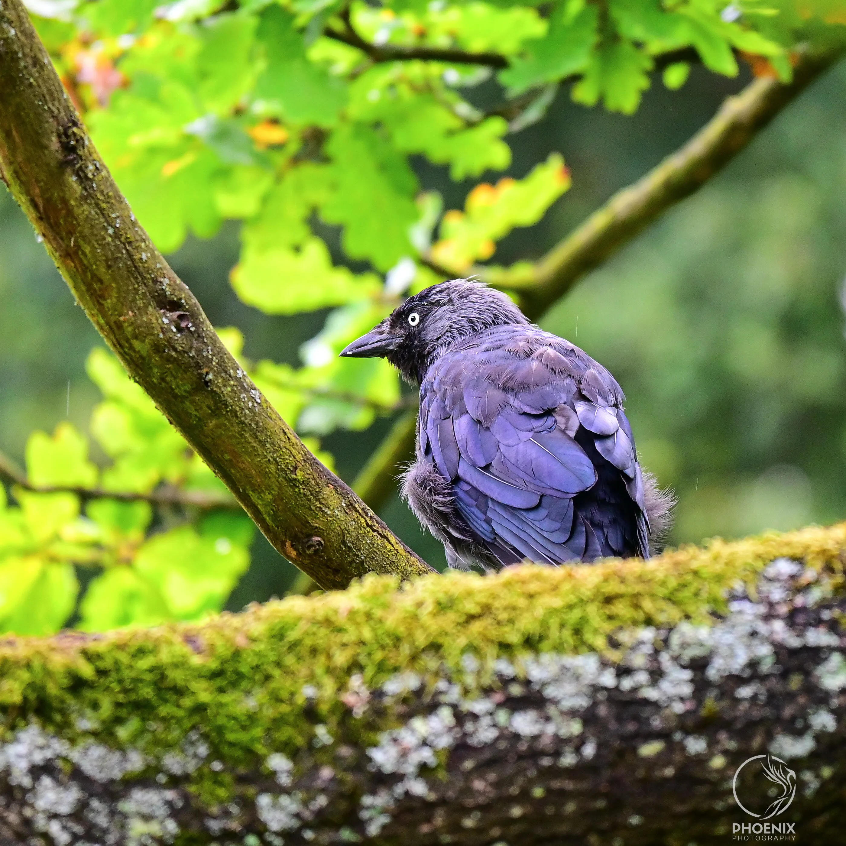 Crow