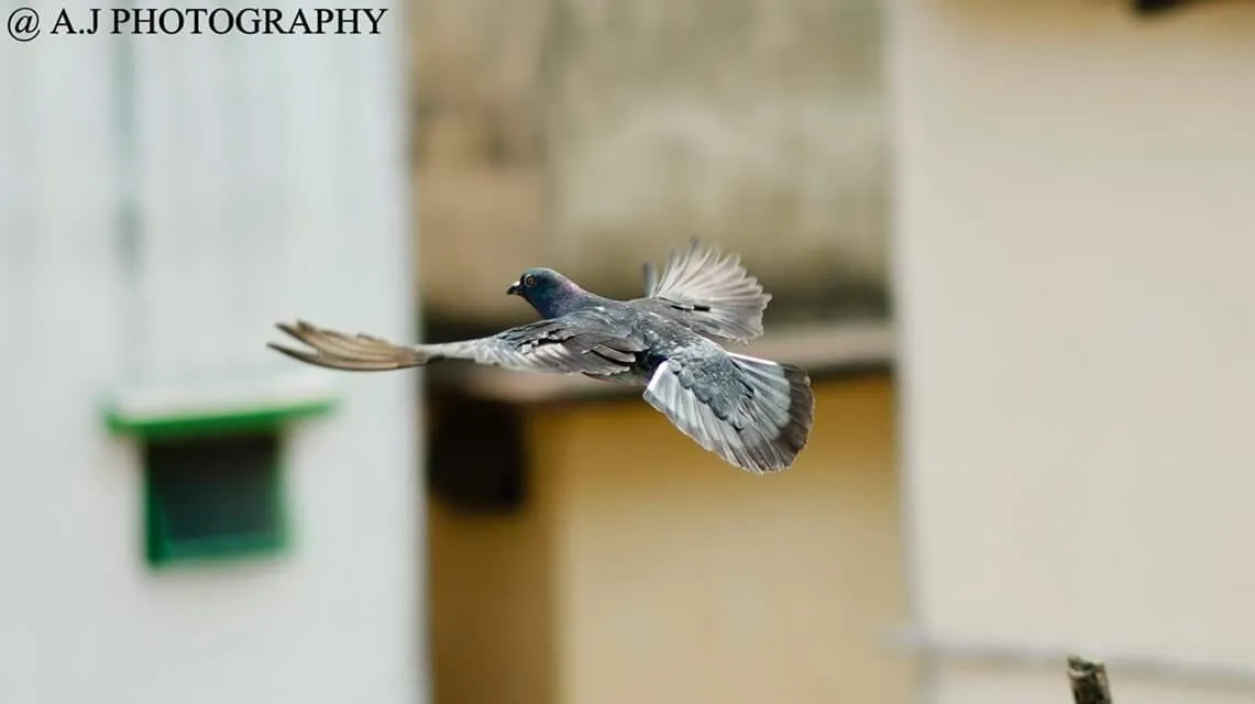 The flight
