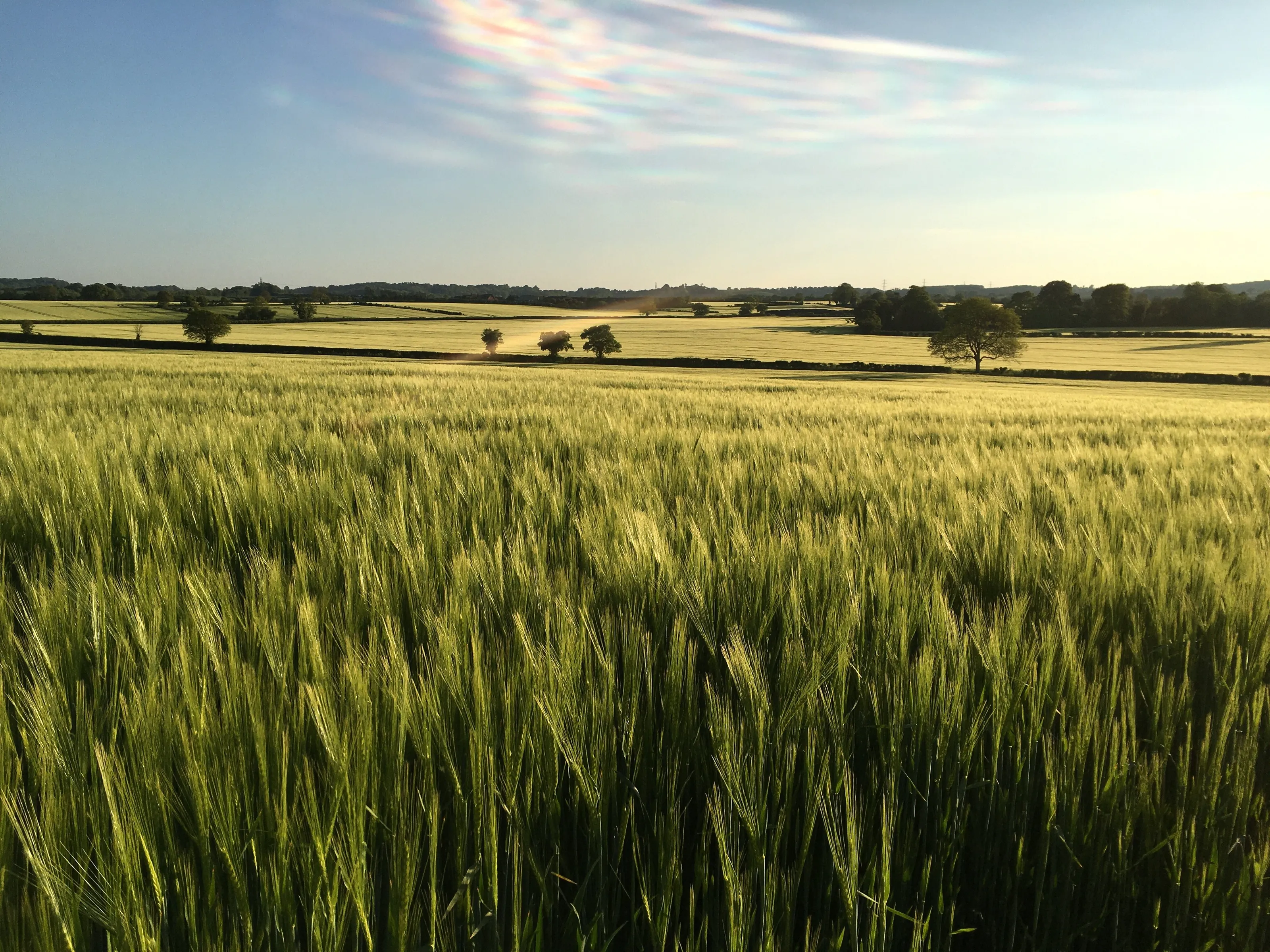Wheat field