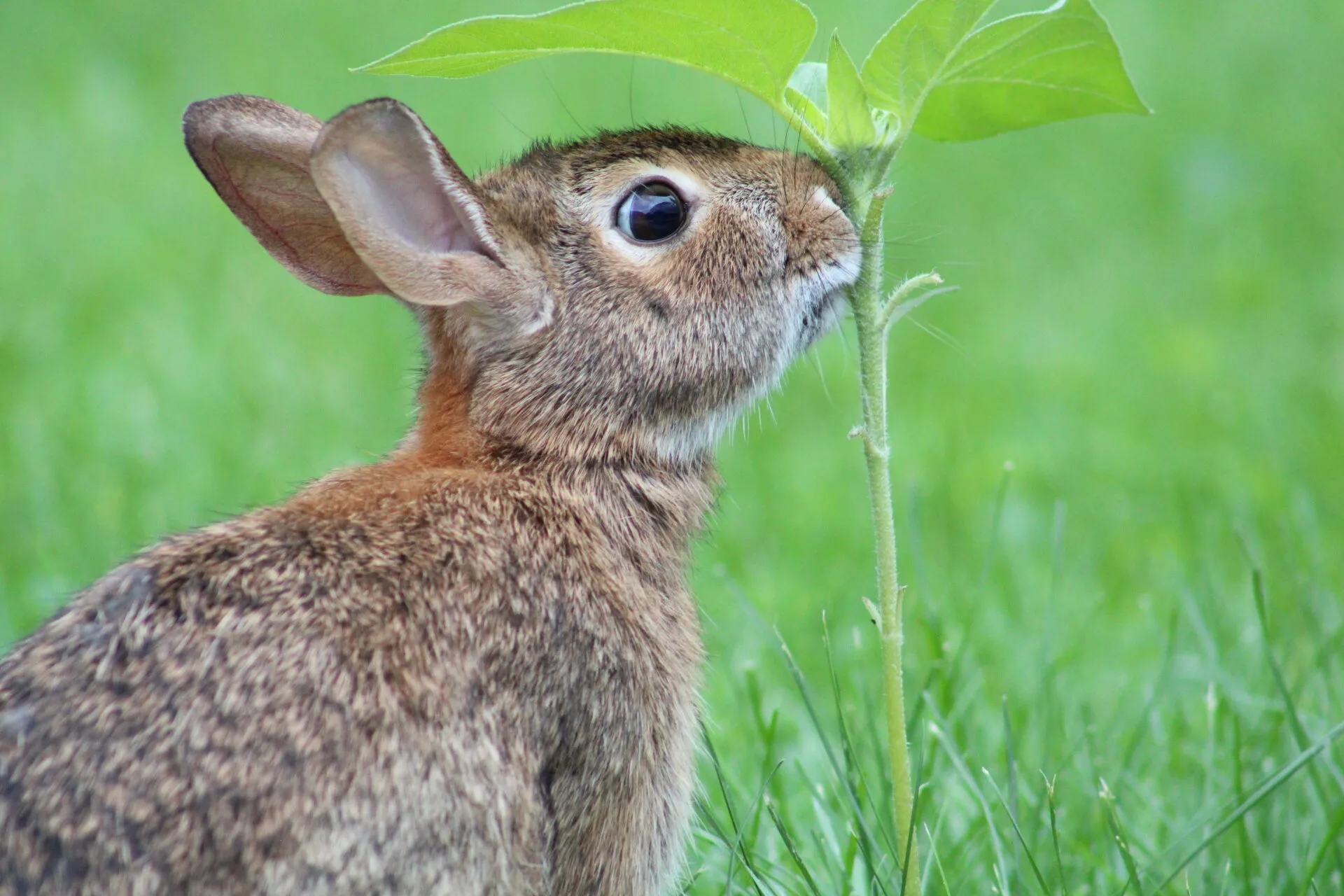 Backyard wildlife!