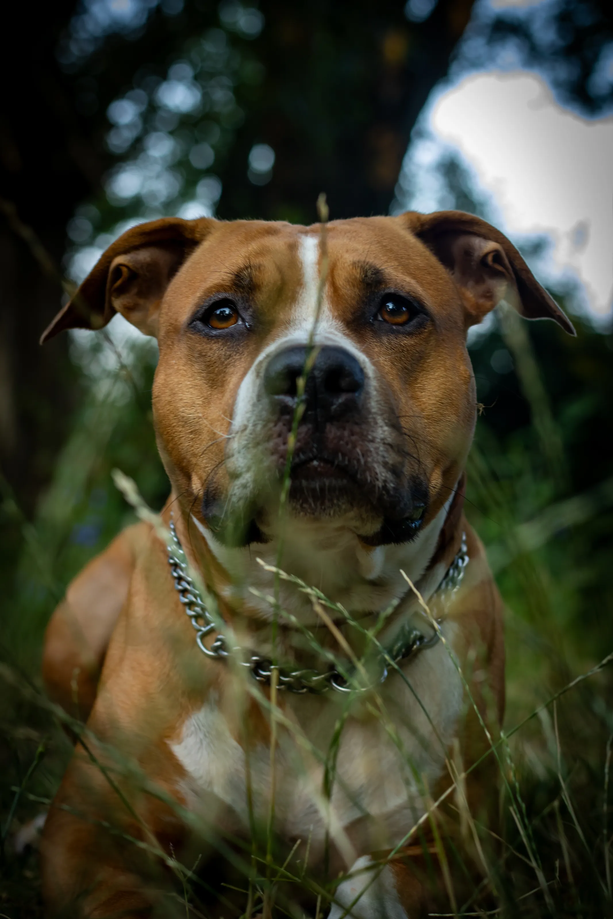 Ruff and Ready