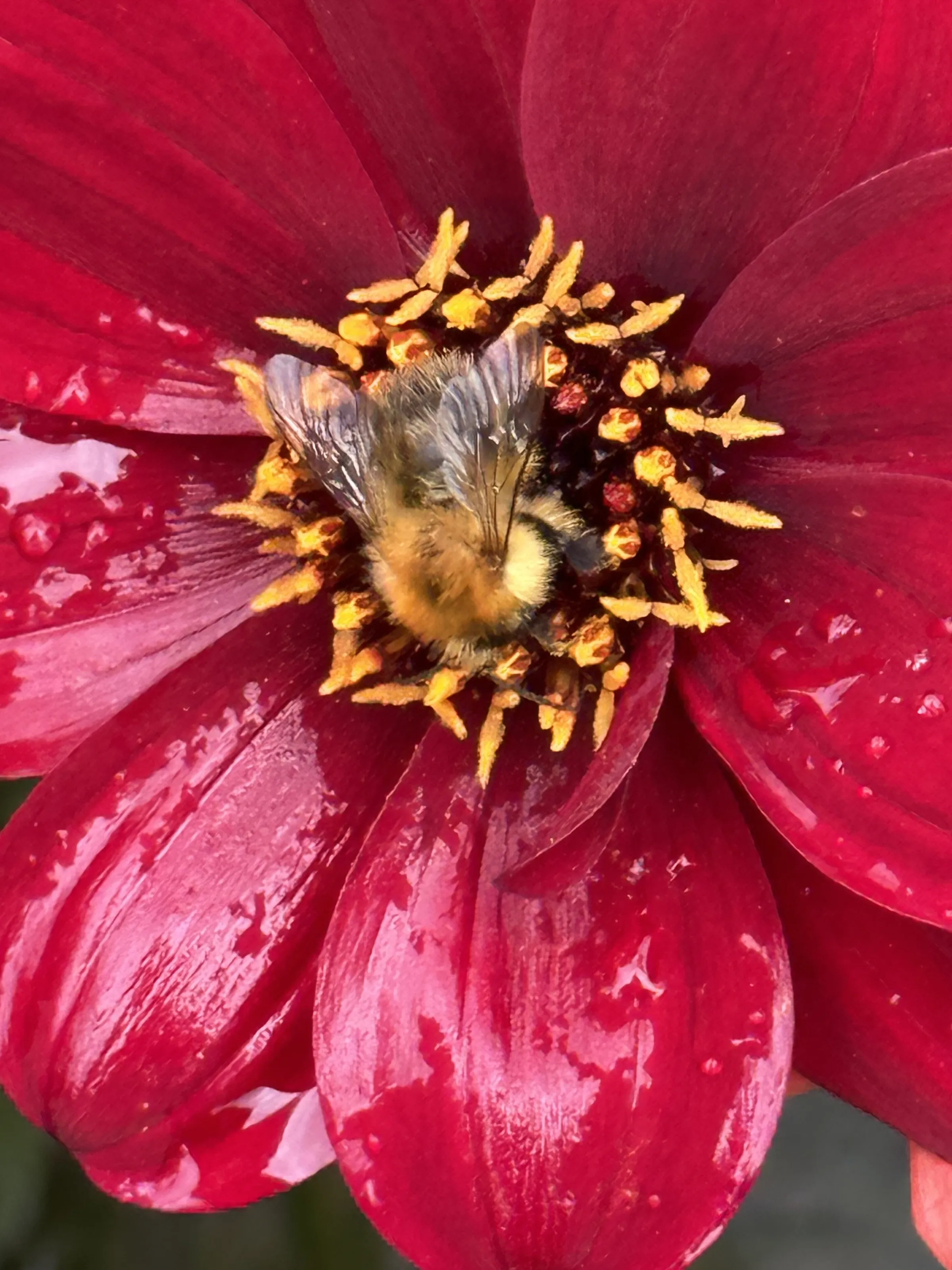 Pollen Nation