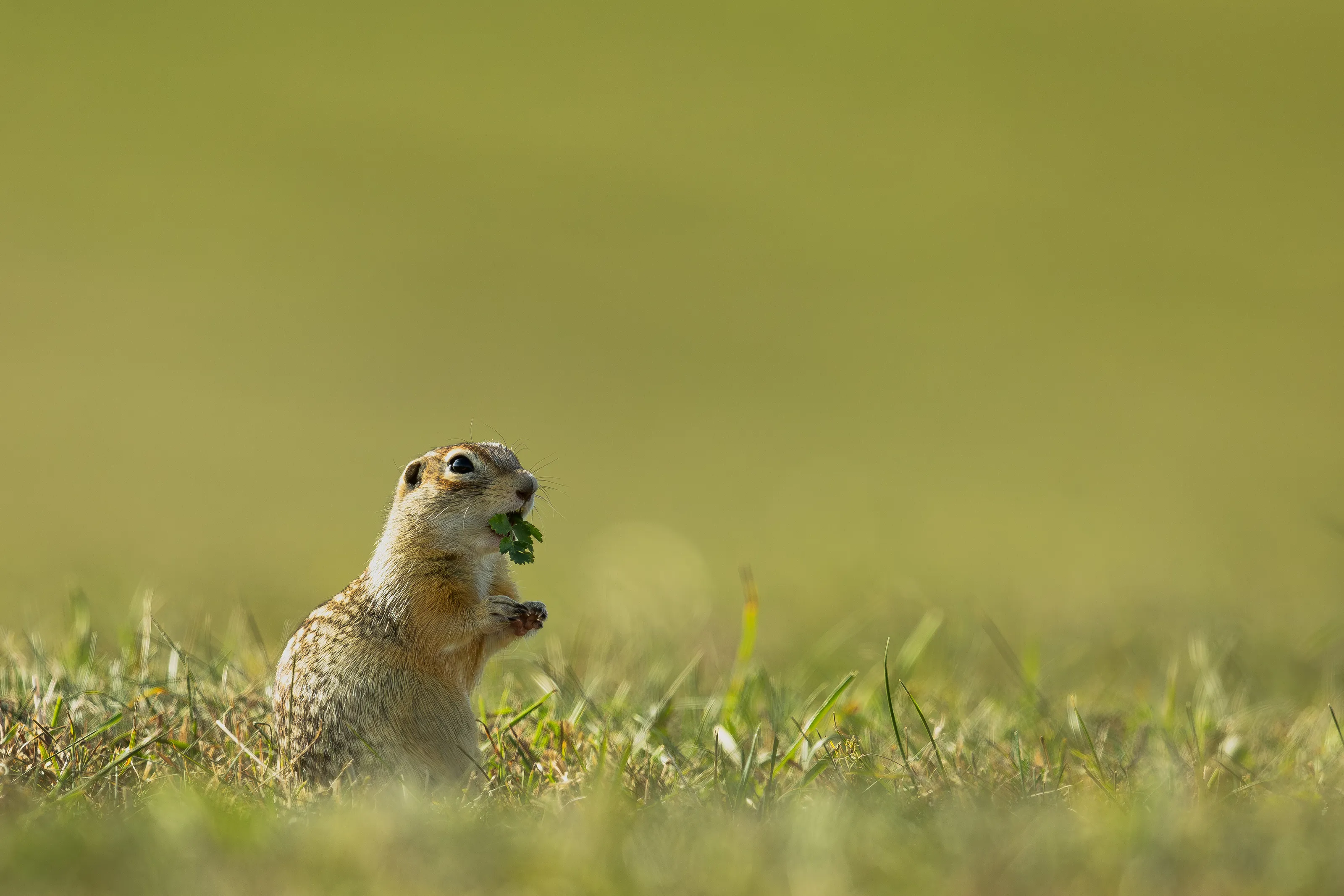 Speckled ground squirrel