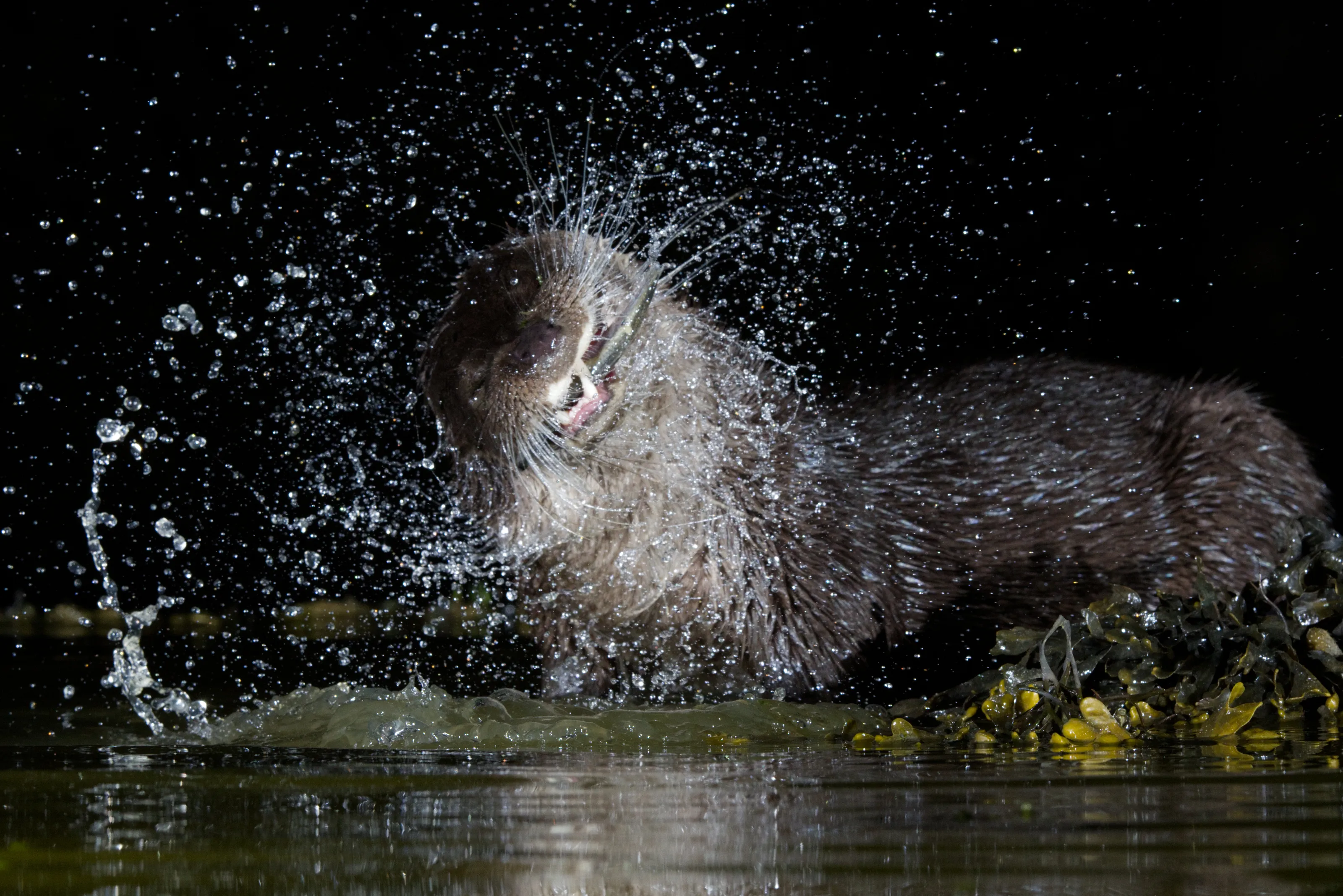 Otter with catch