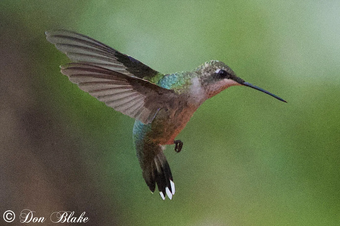 Runy-throated hummingbird.