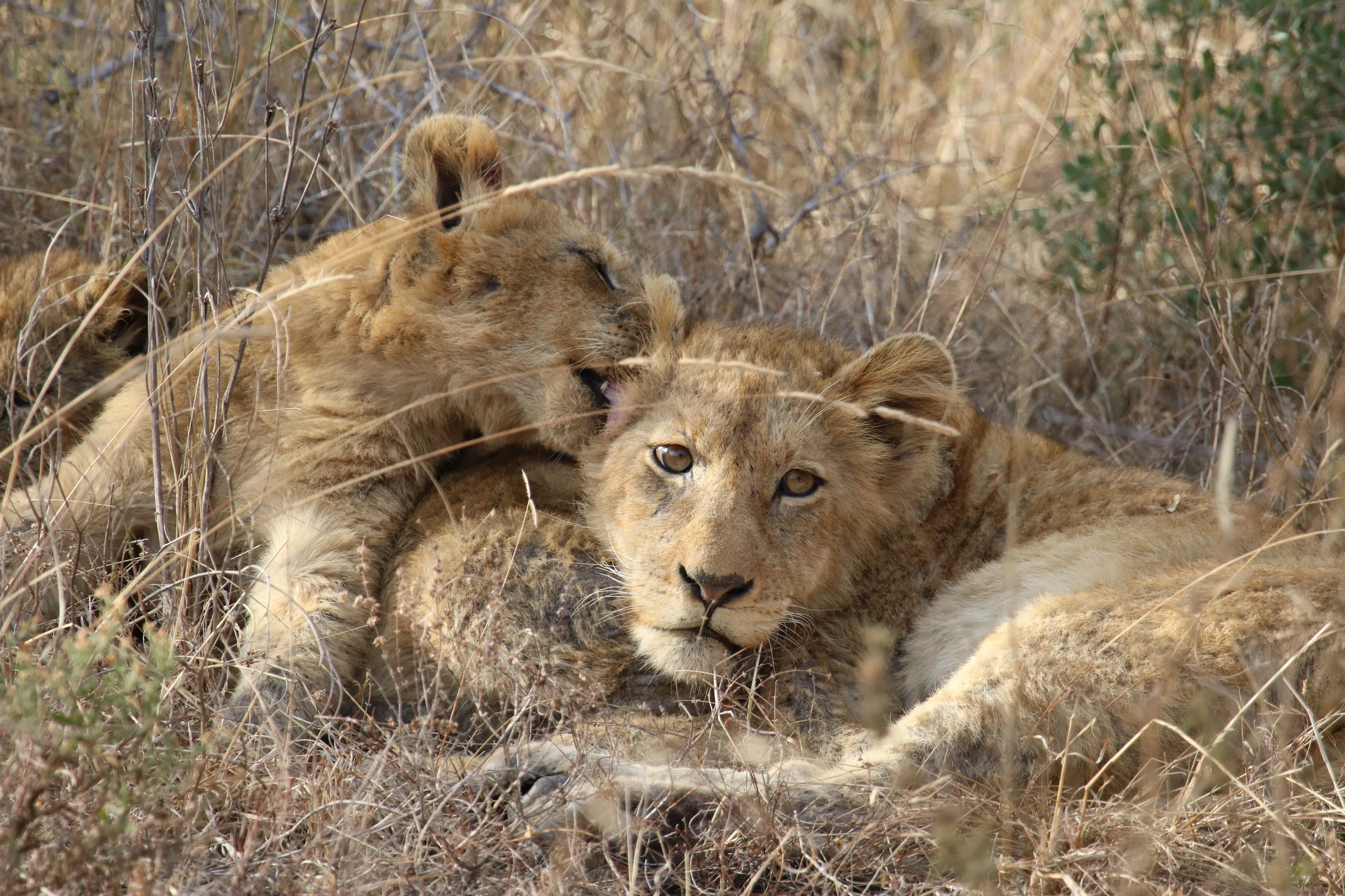 Lion cubs