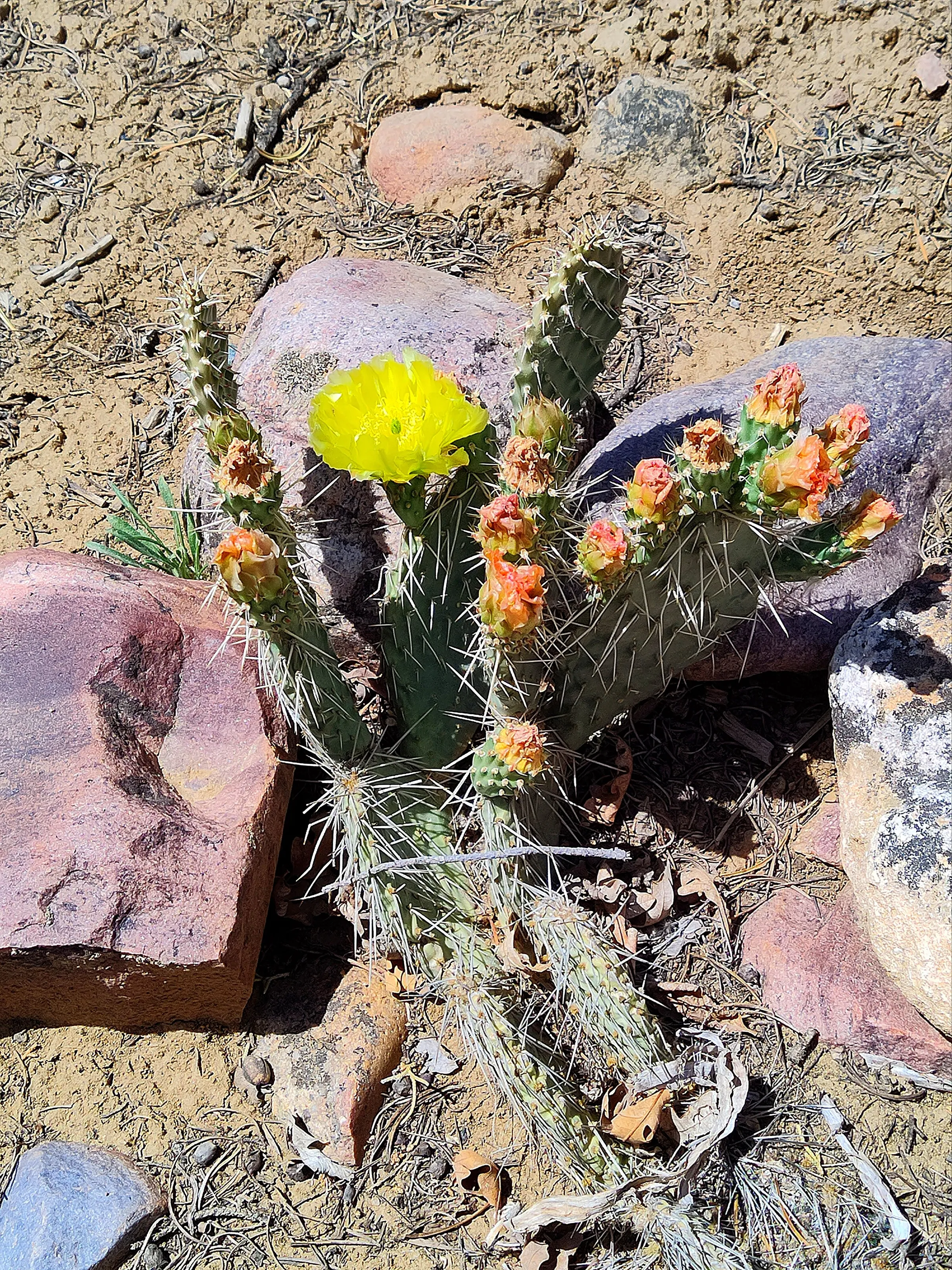 Colorado in Bloom