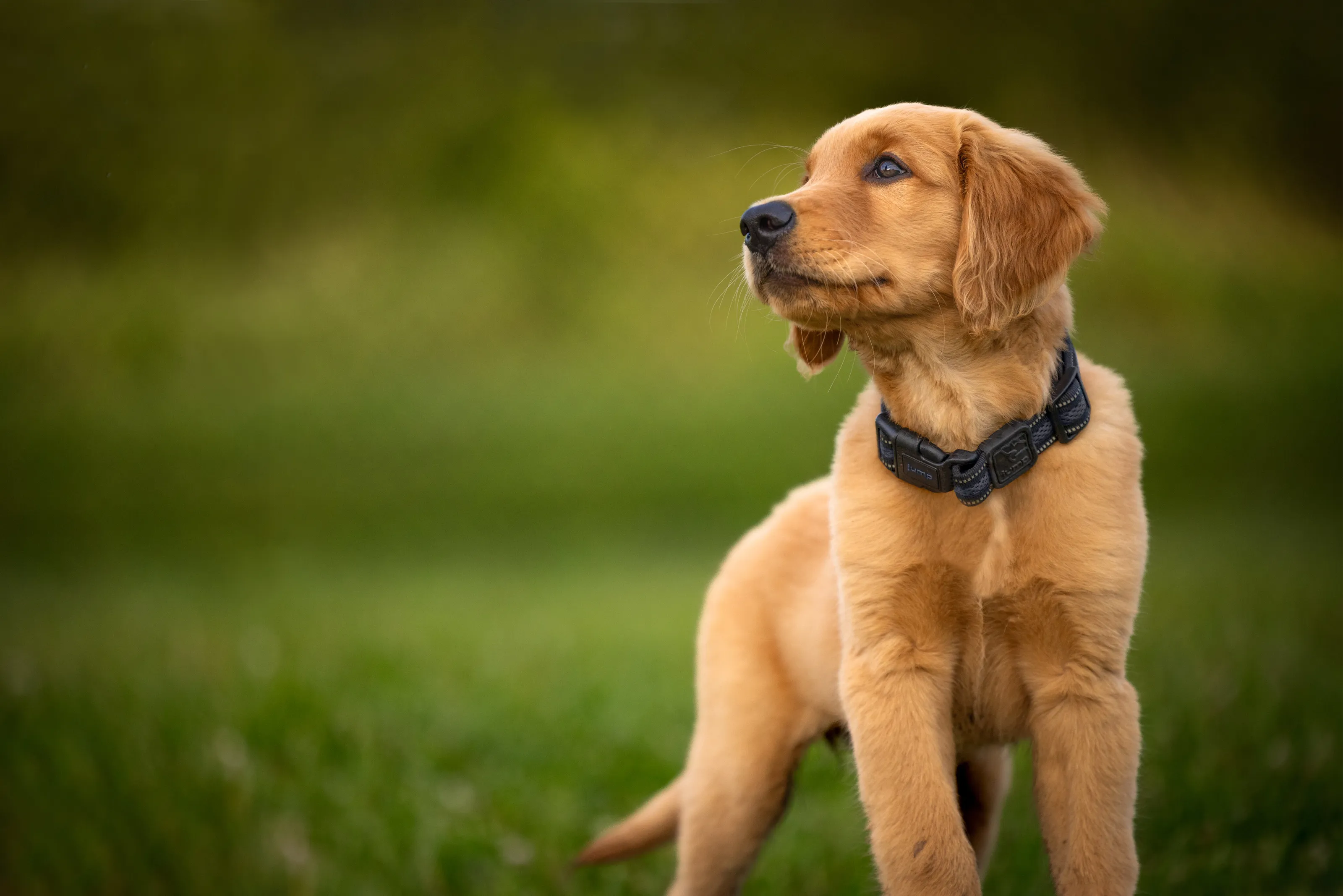 Gold Retriever Puppy gazes at his owner with unconditional love