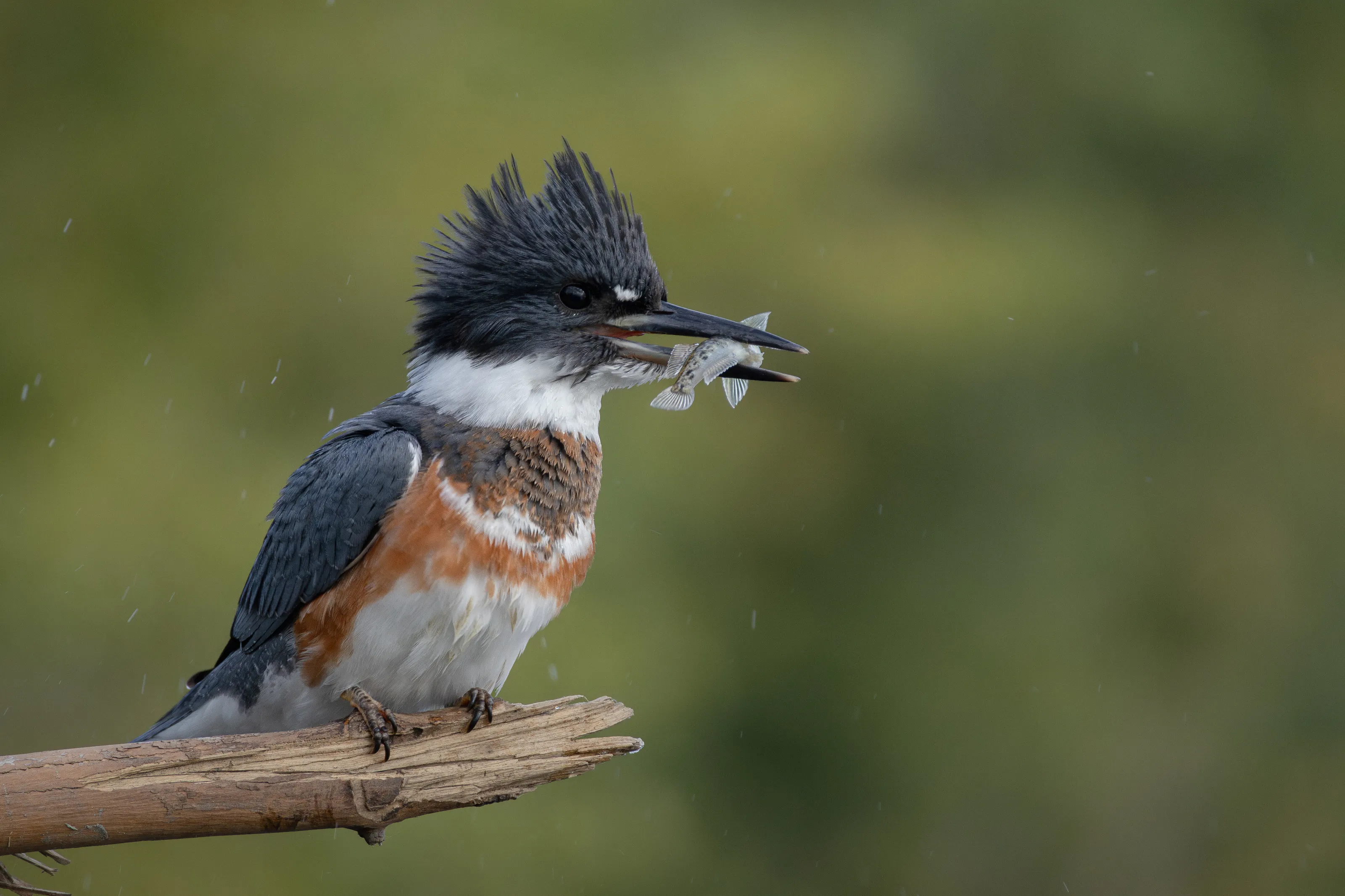 Kingfisher with a goby
