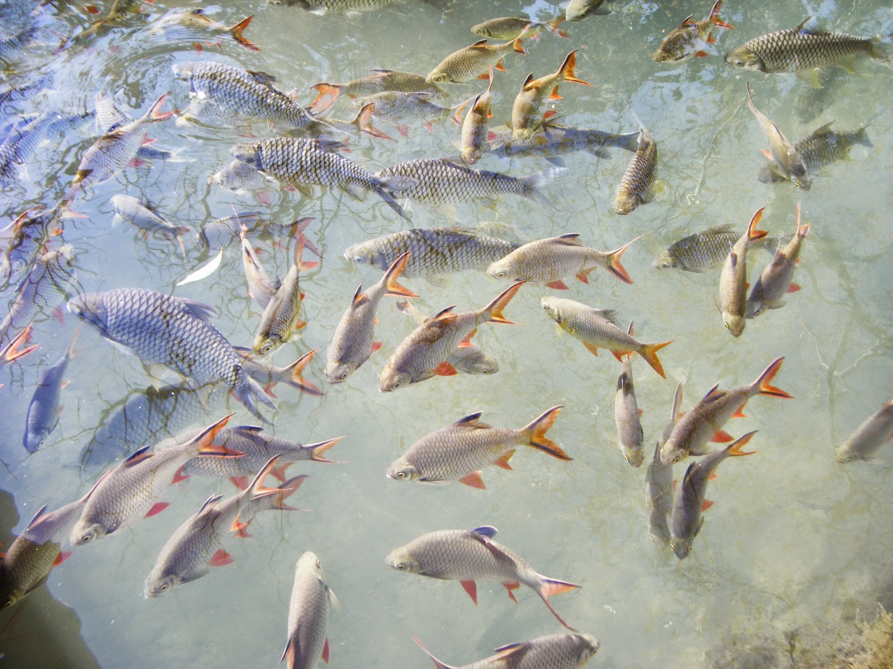 Carp Pool