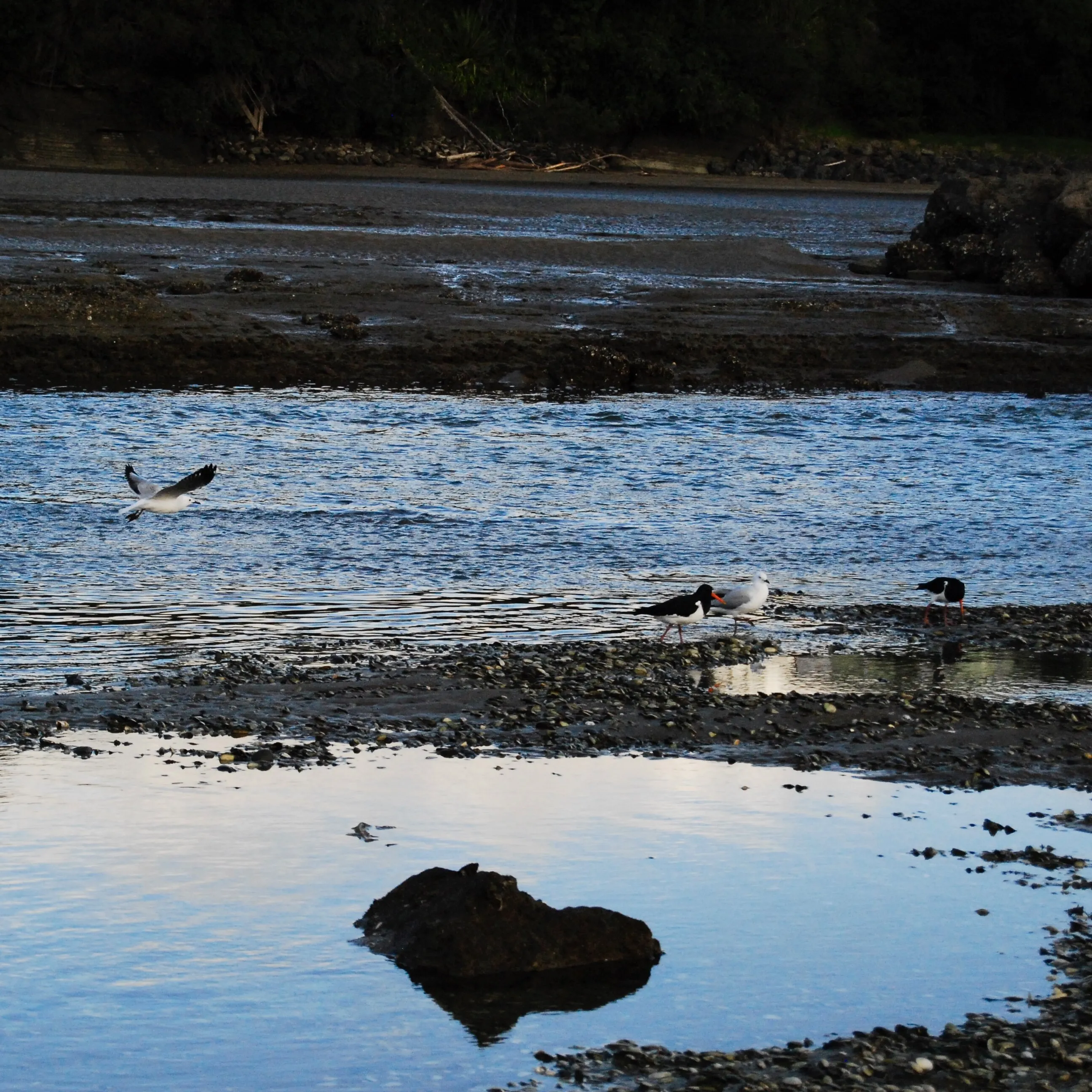 The Birds of Orewa