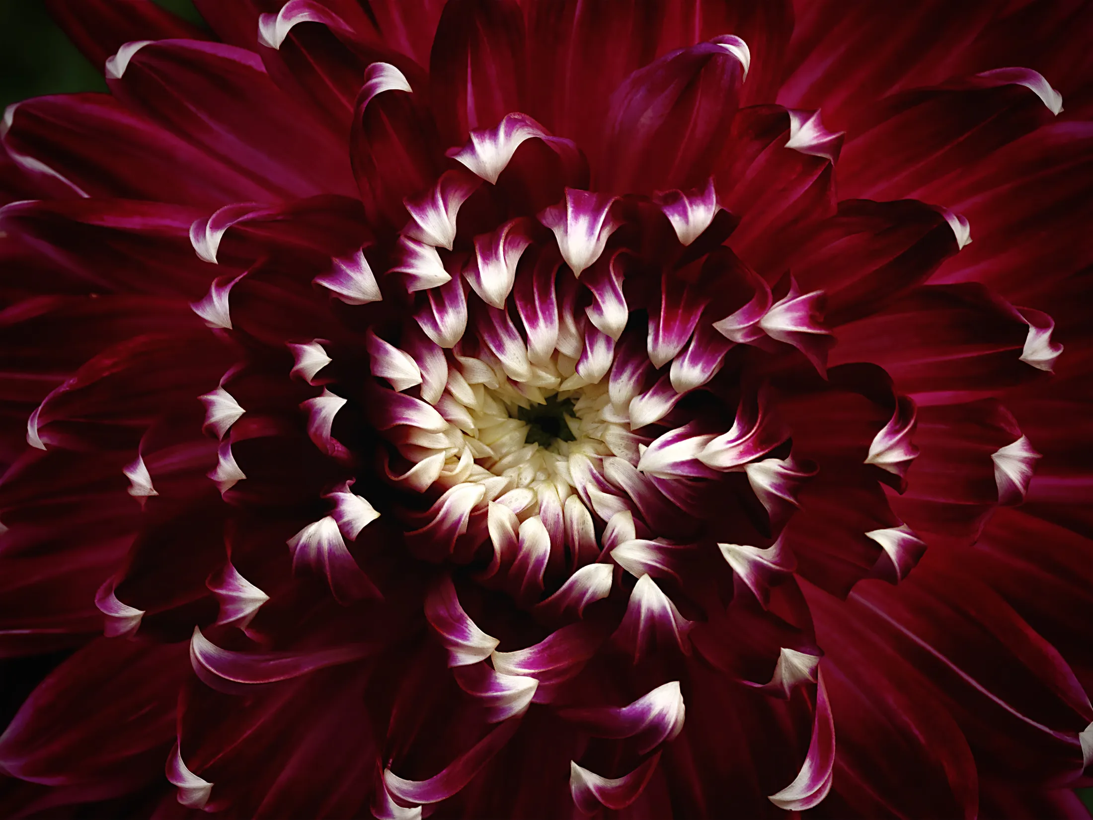 Purple and white dahlia close up