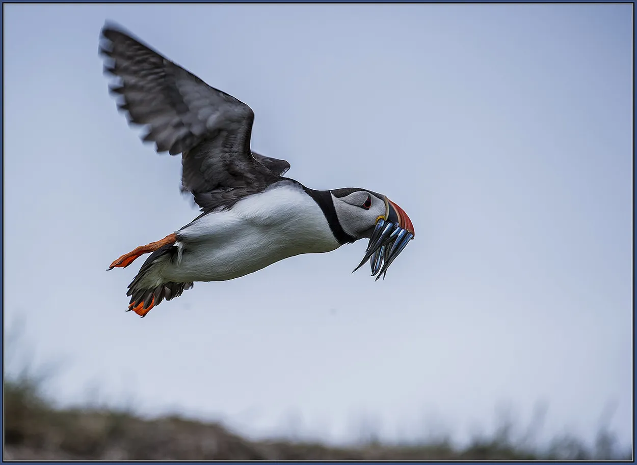 Entry 11119598