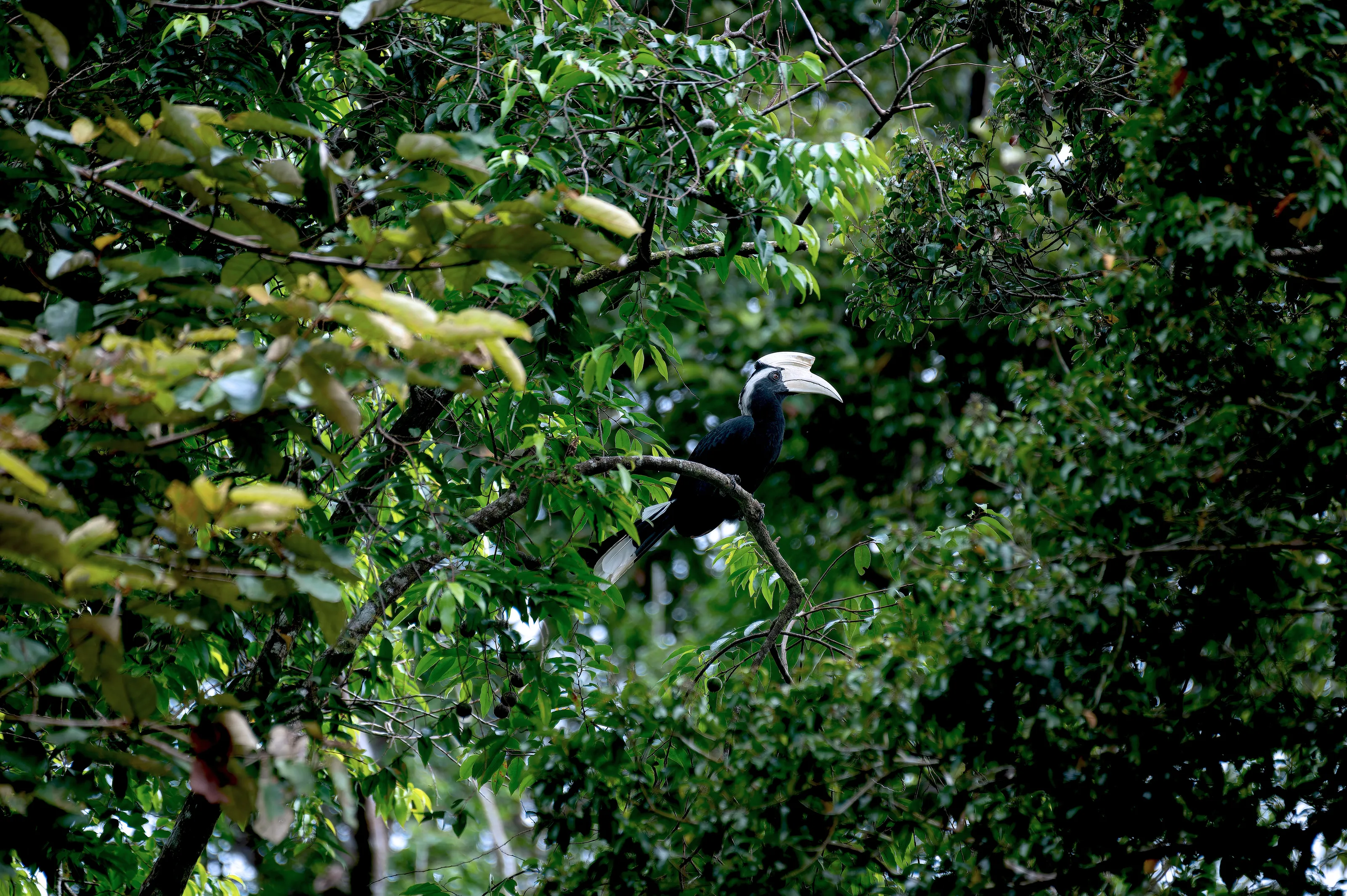 Black hornbill