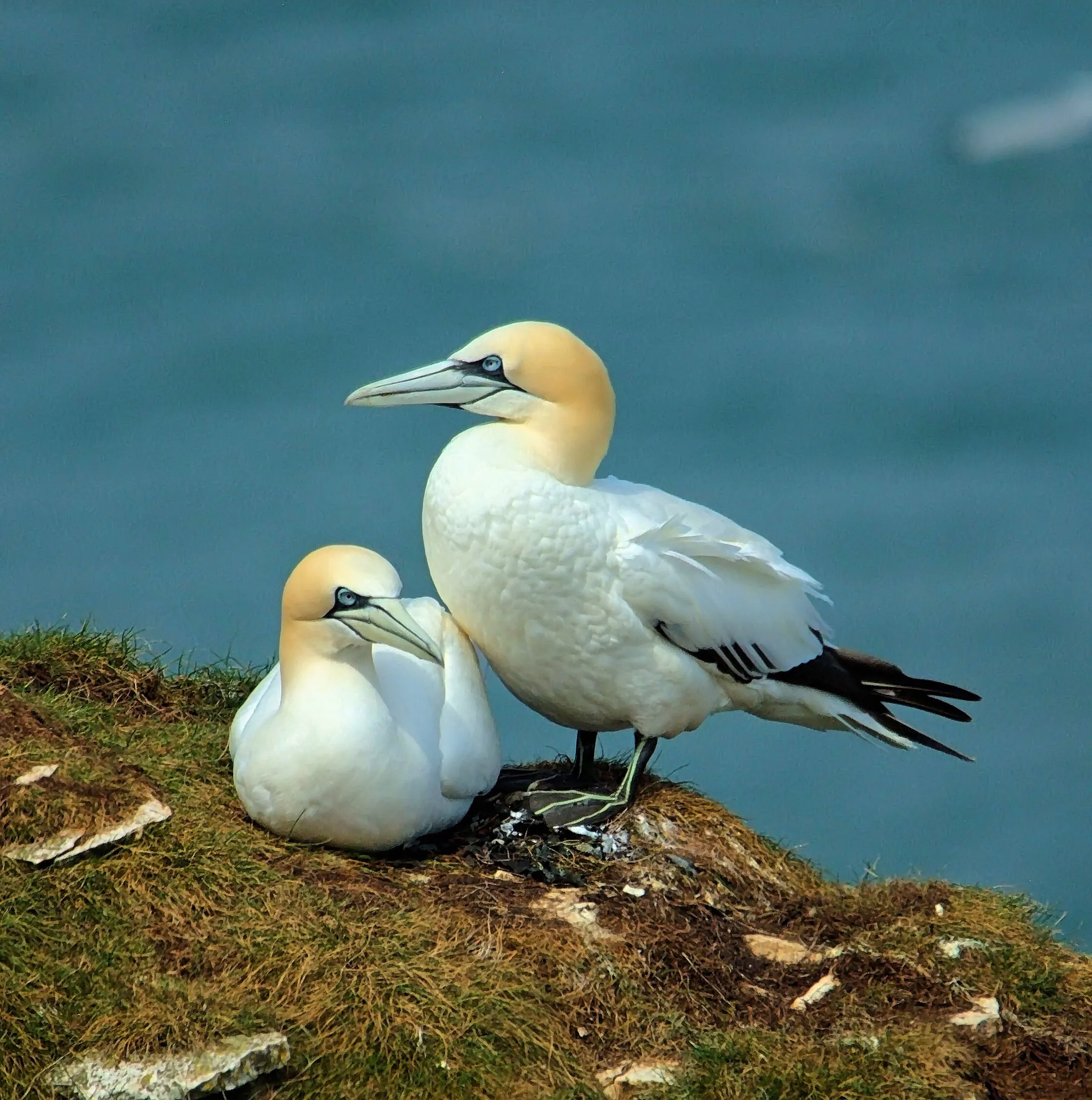 Gannets at Bempton Cliffs