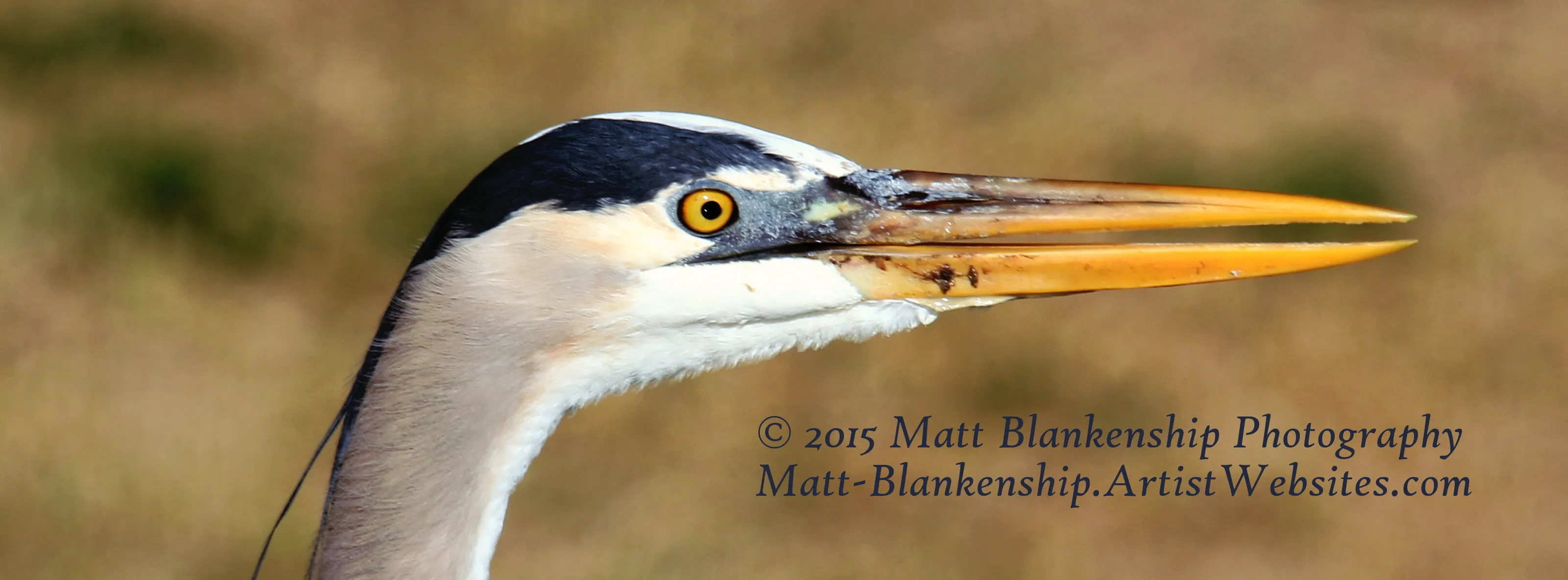 Great blue heron profile