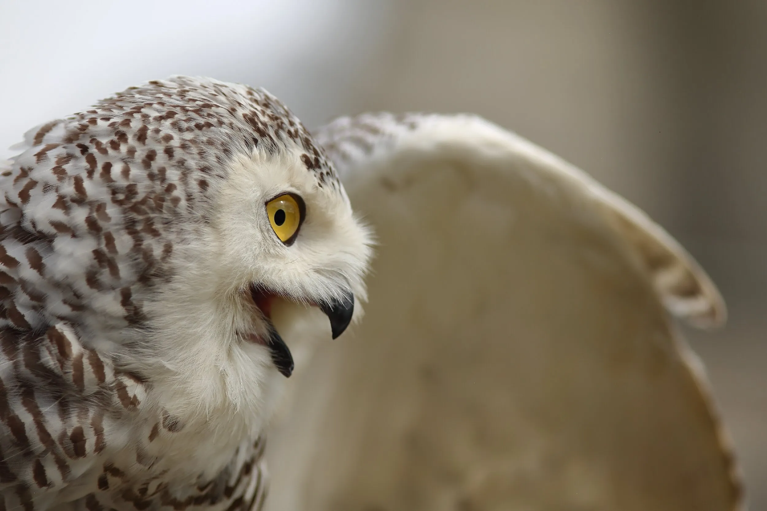 Owl