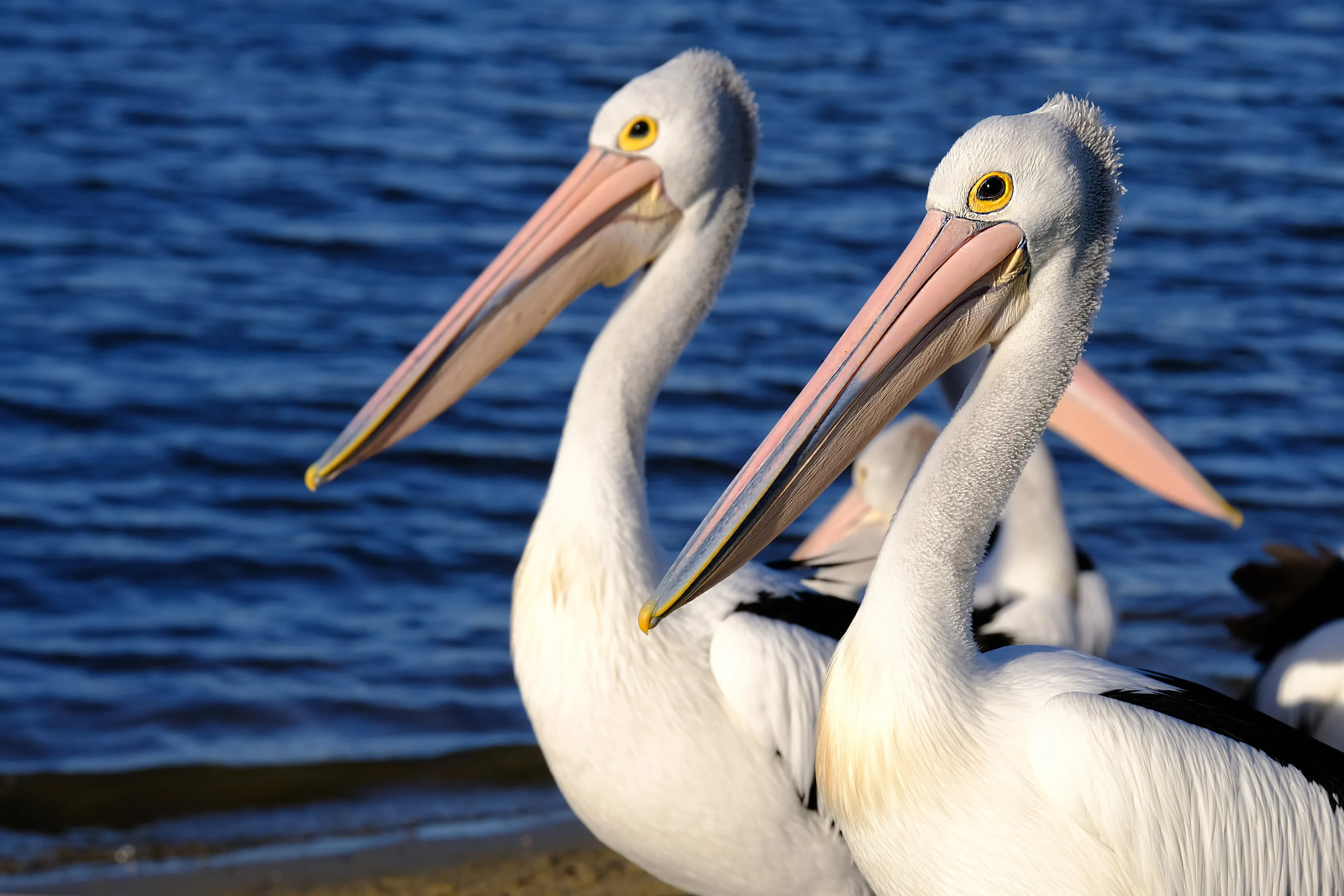 Matched Pair Pelicans