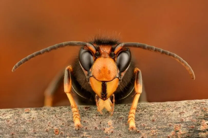 Close up of a bee