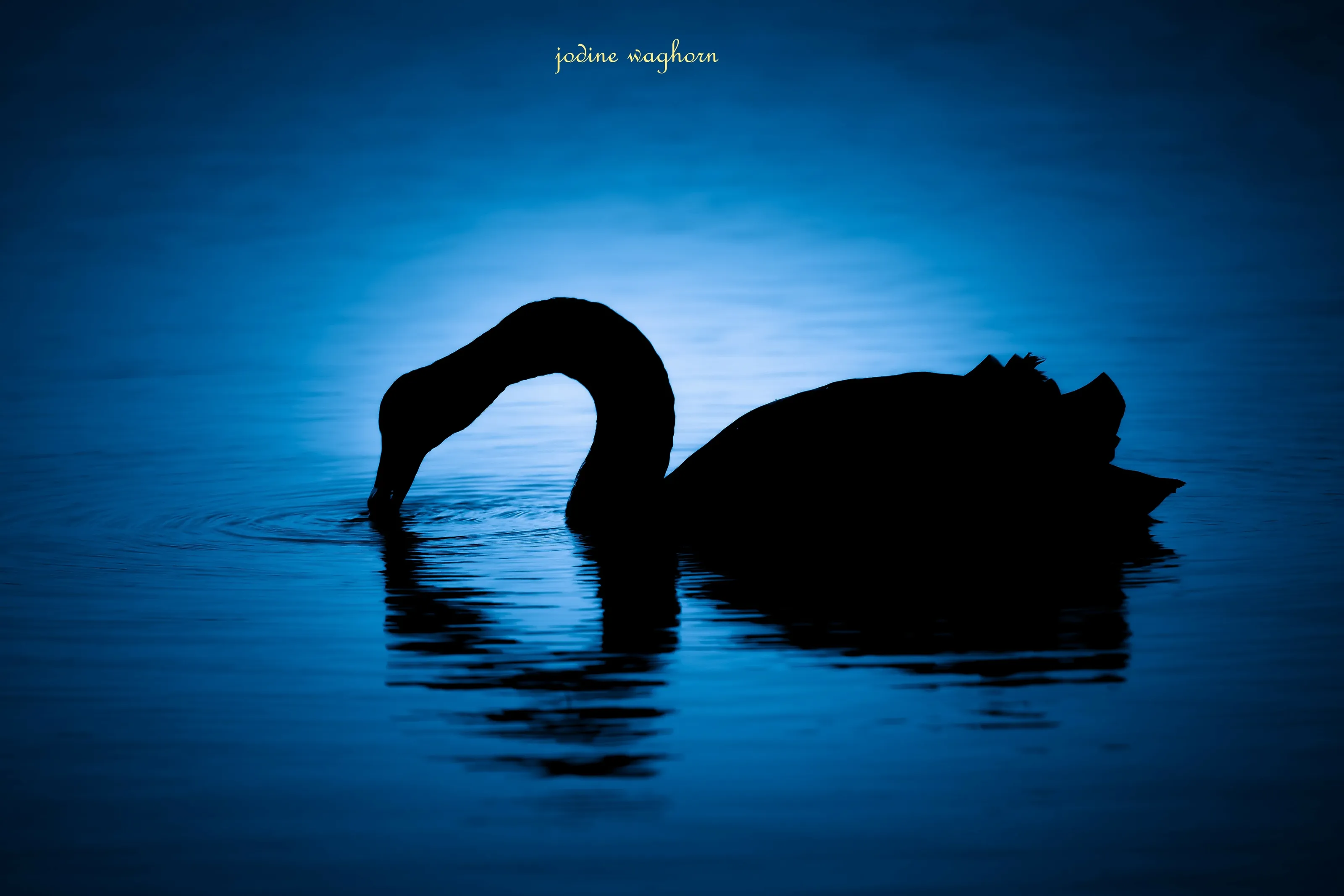 Black Swan in silhouette