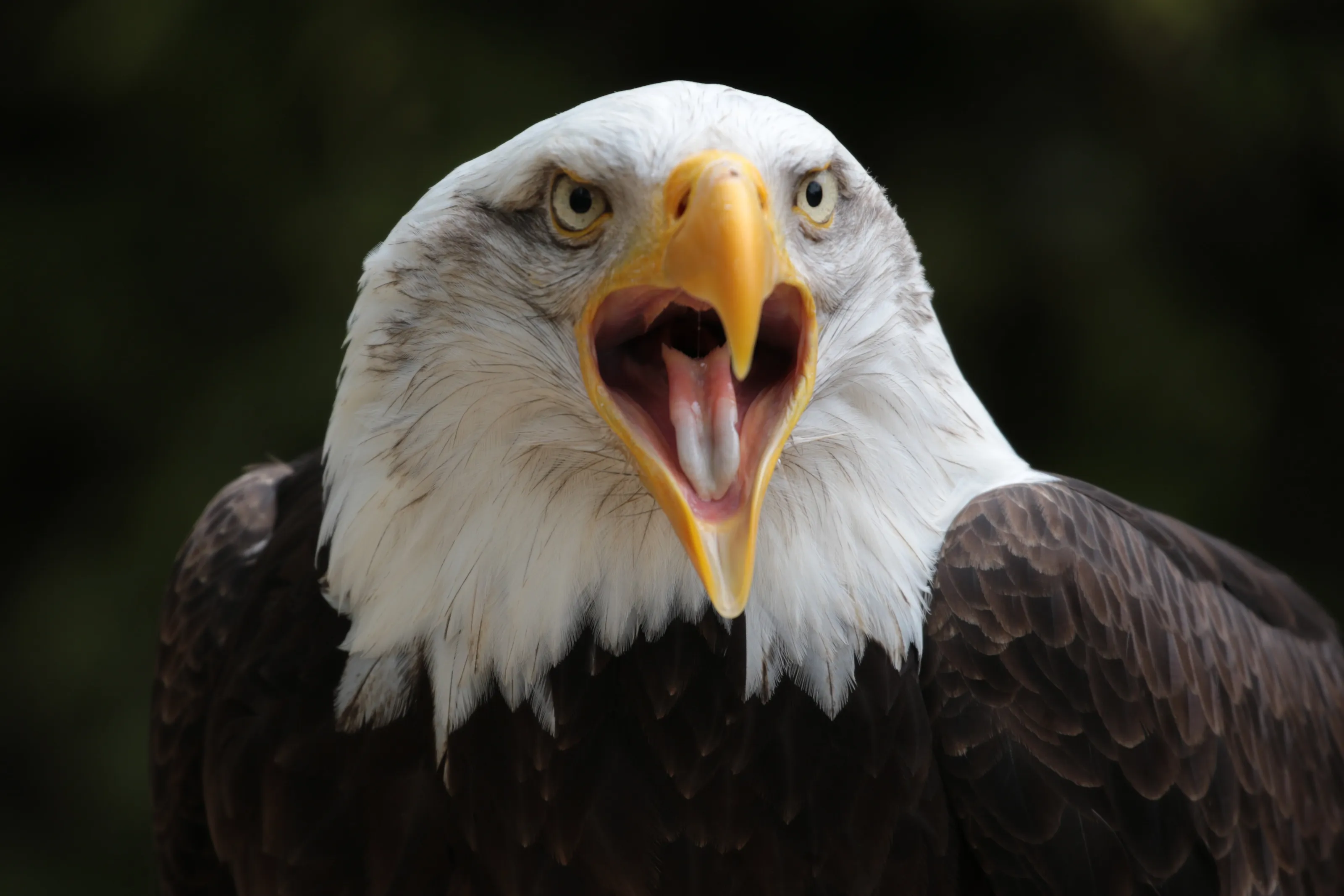 Eagle