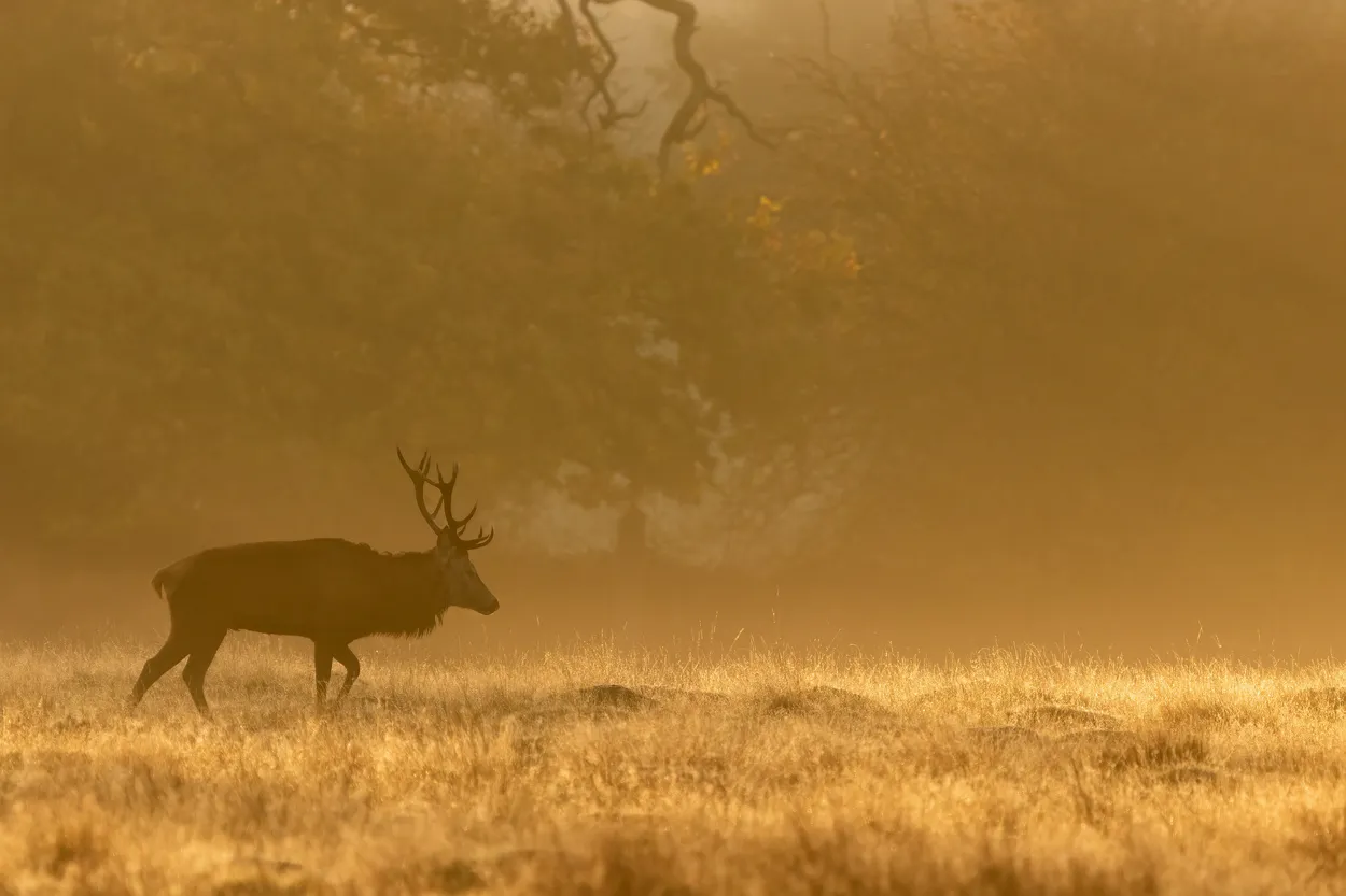 Entry 17850290