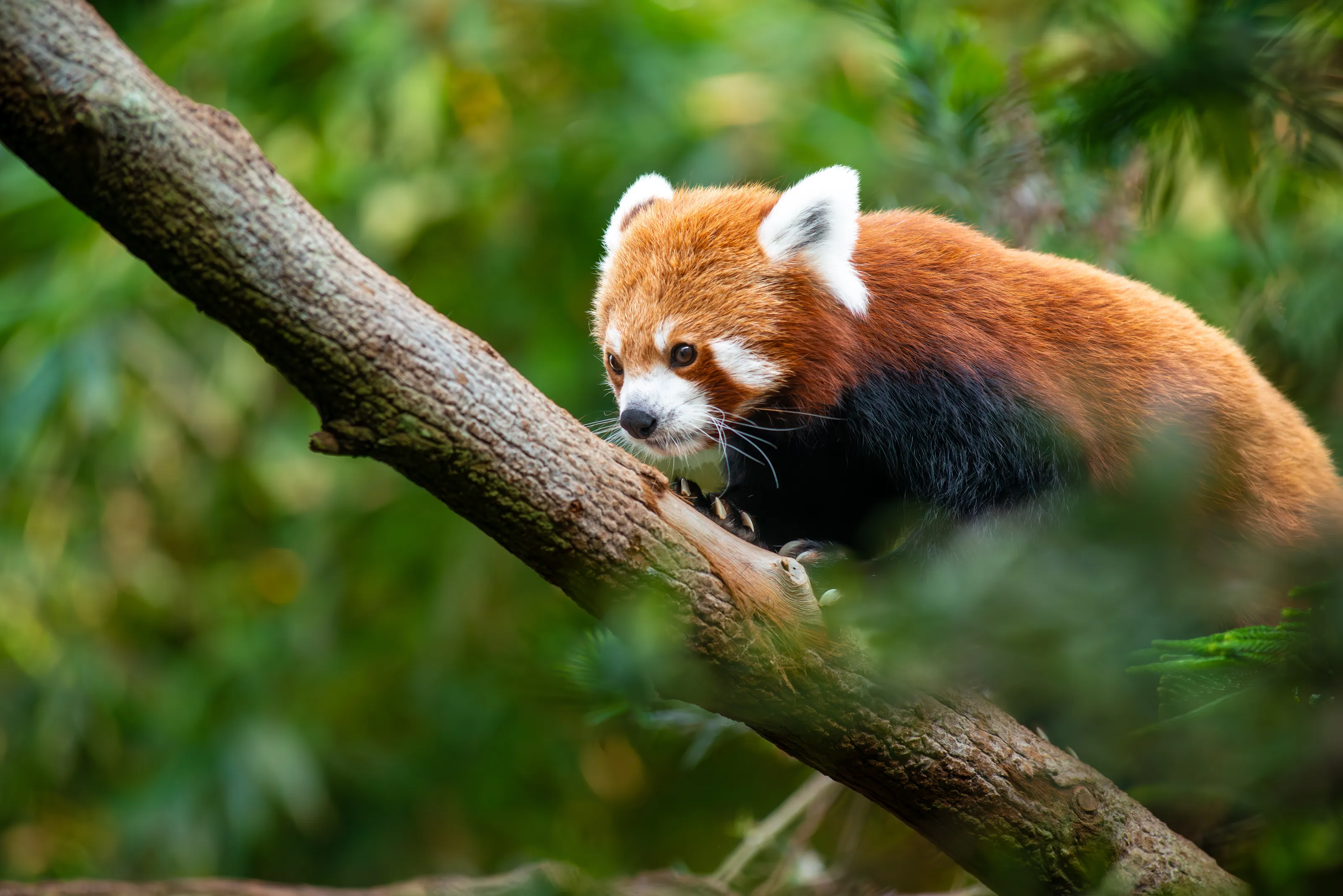 Red Panda