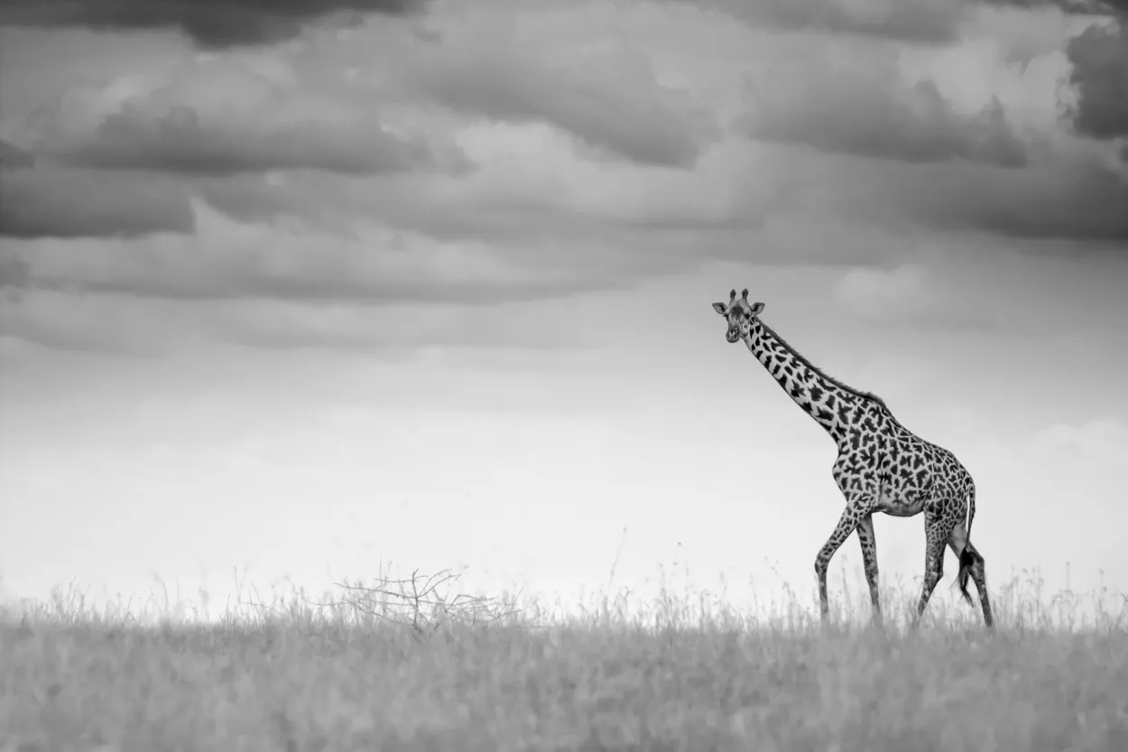 Entry 17851190