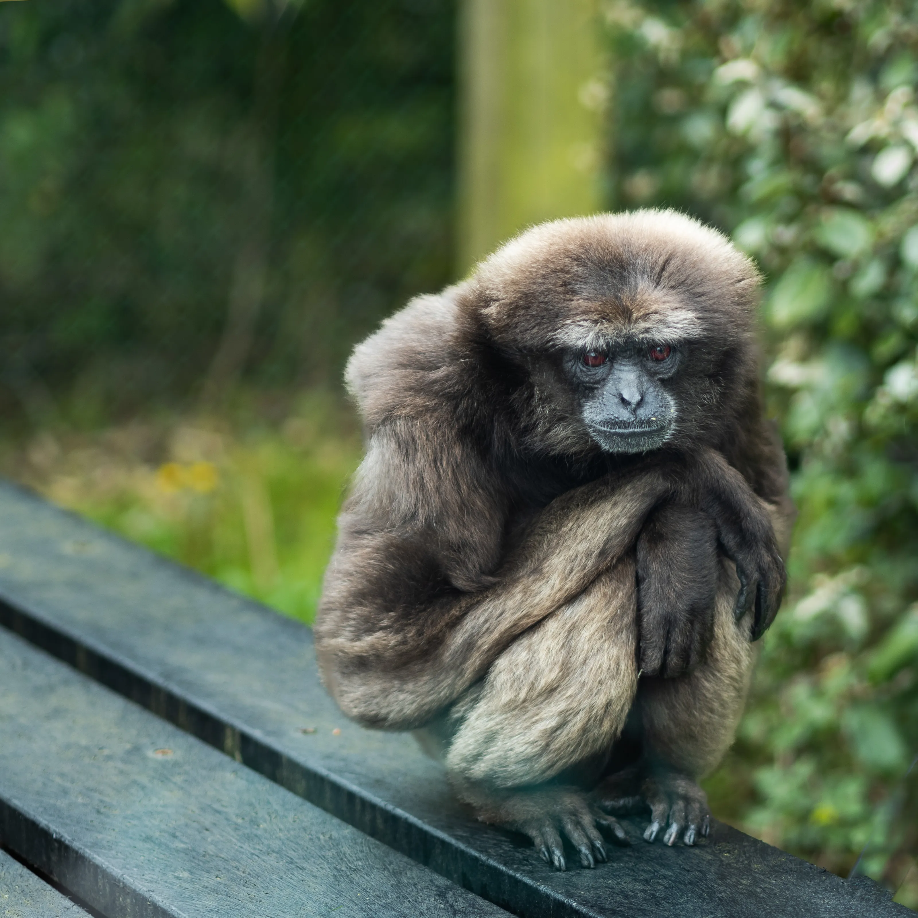 Chilly Gibbon