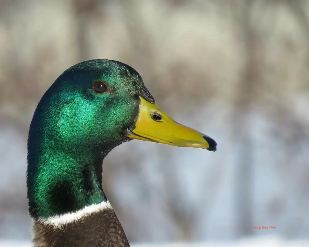 Duck
