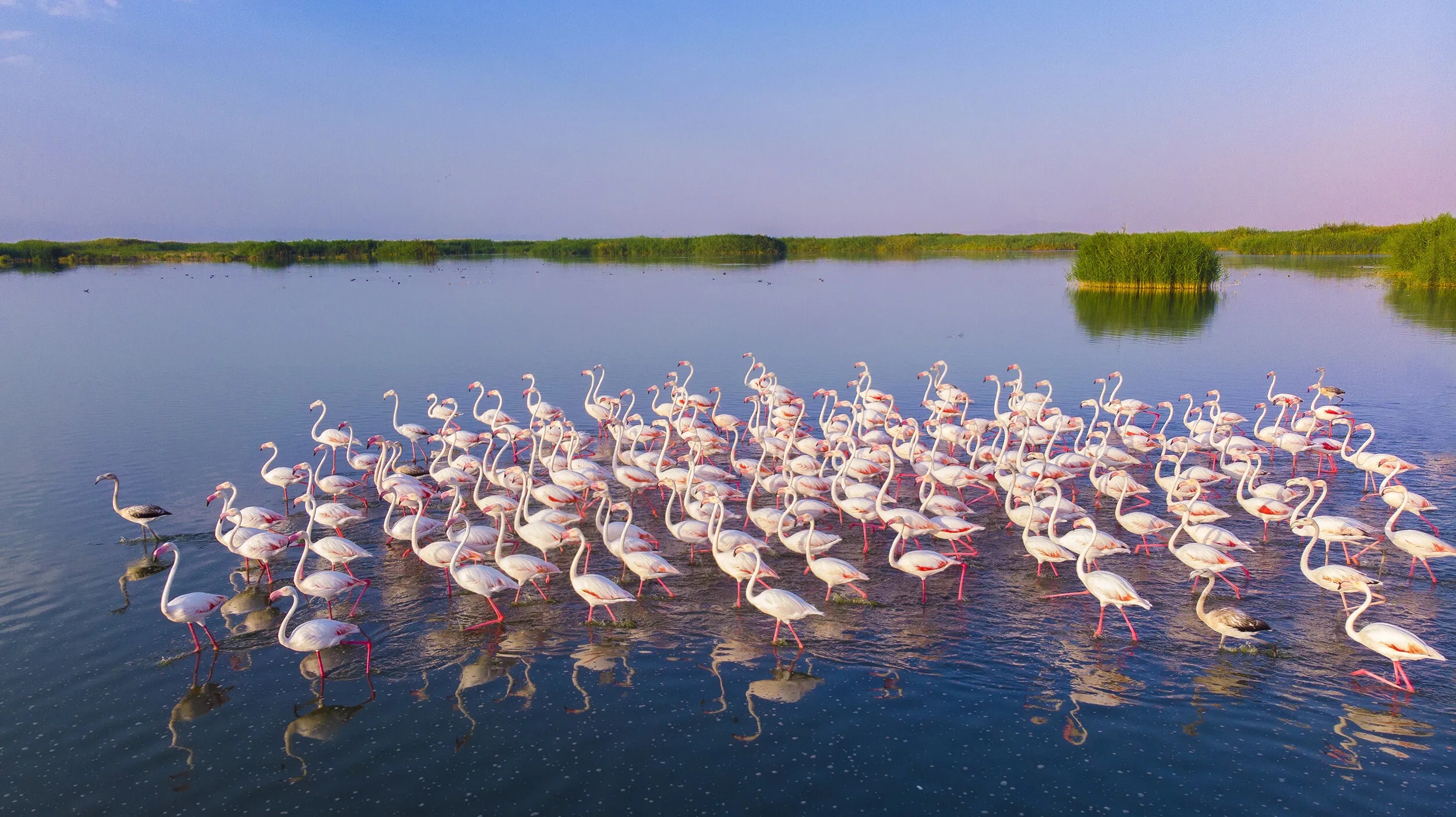 flamingos of meyghan salt lake