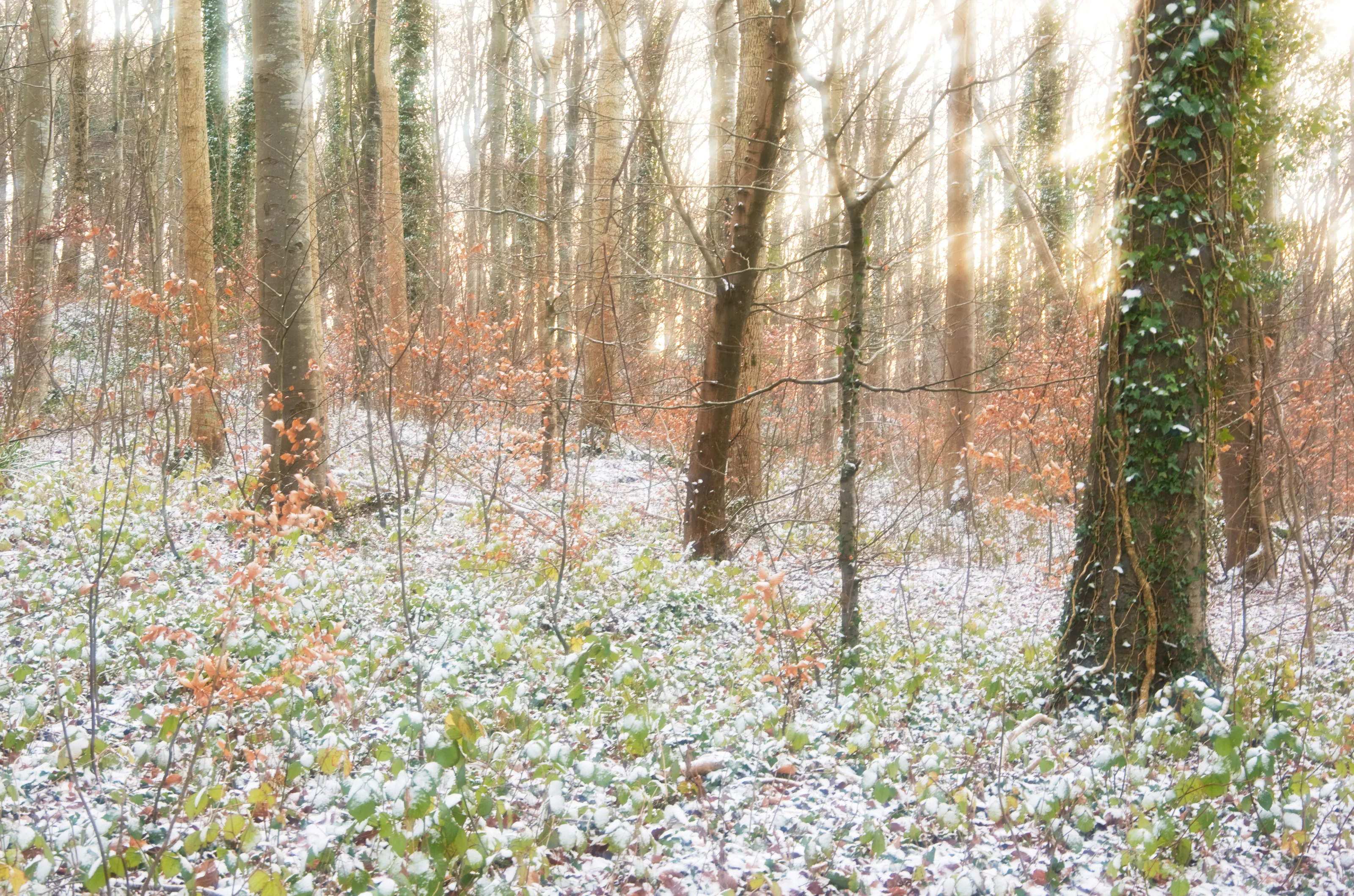 Snow Fall