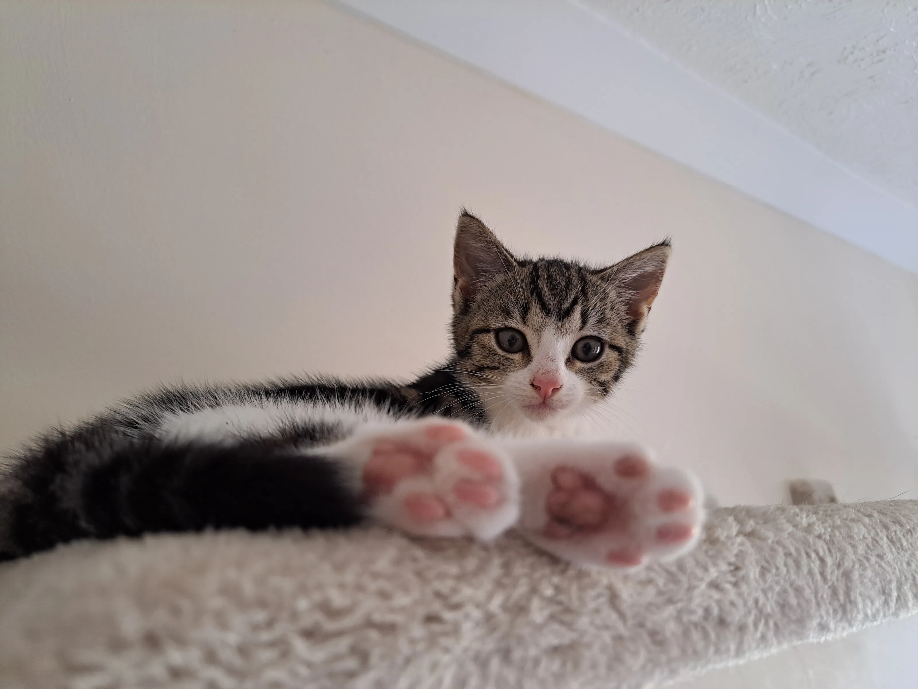 Calypso the cat