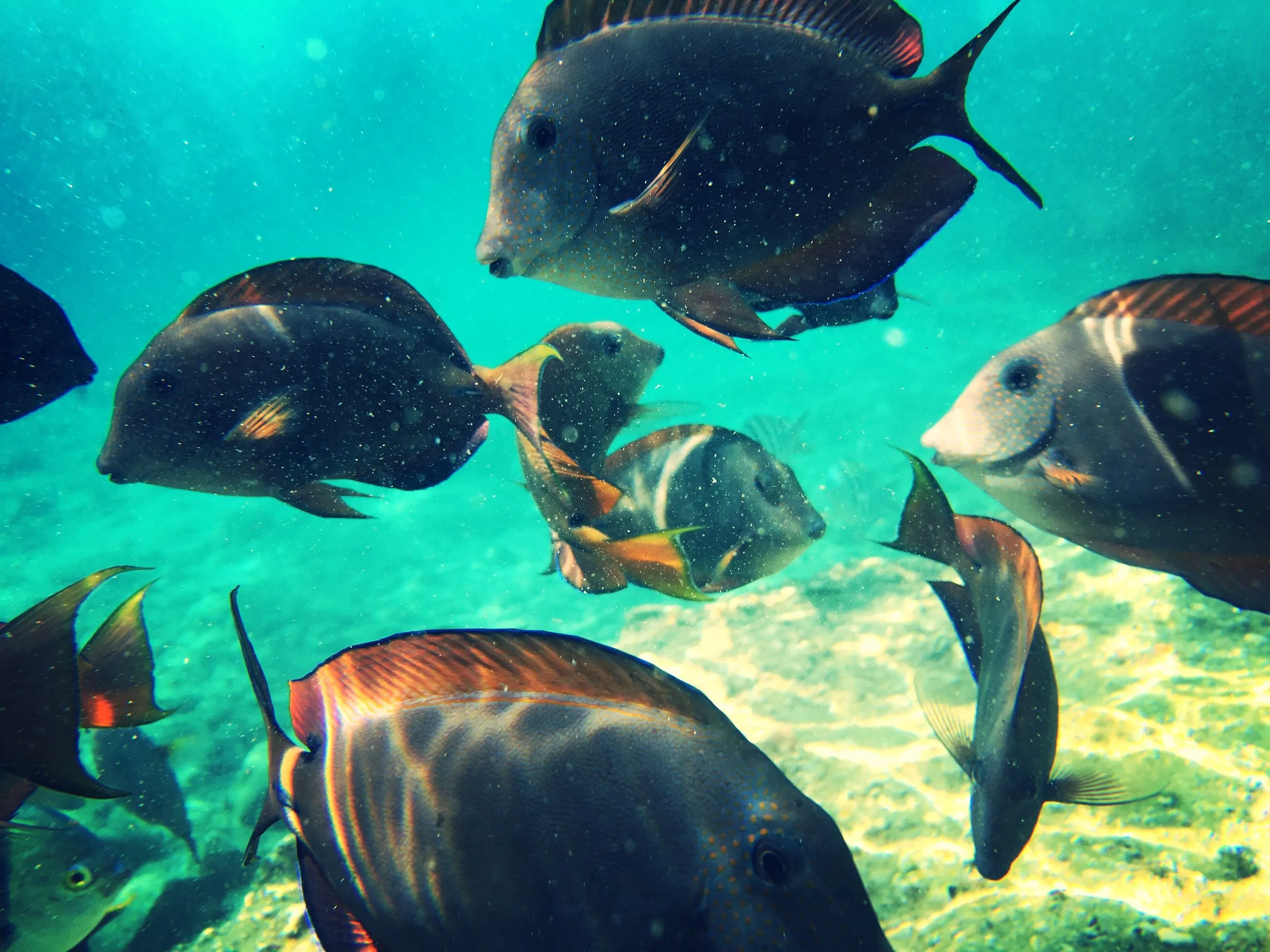 Snorkelling in Eilat, Israel