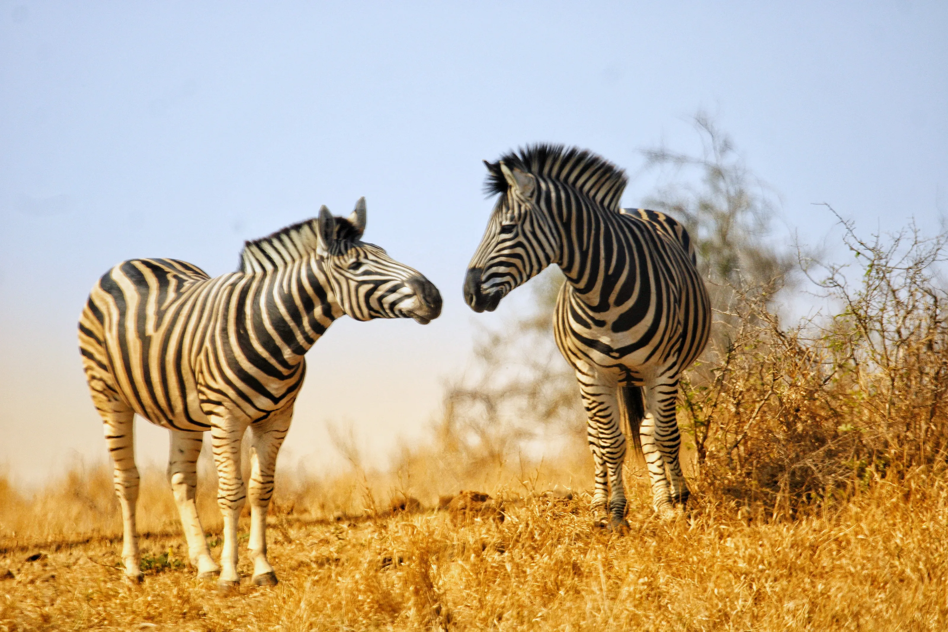 Blending stripes!