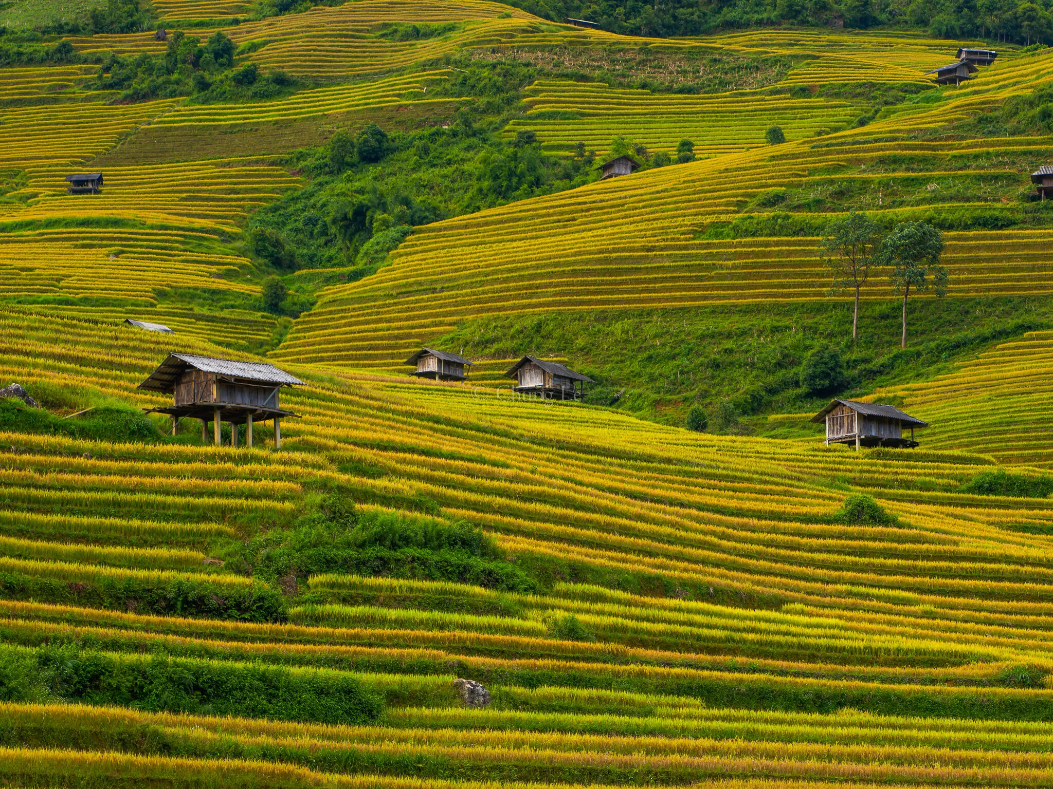 ruộng bậc thang