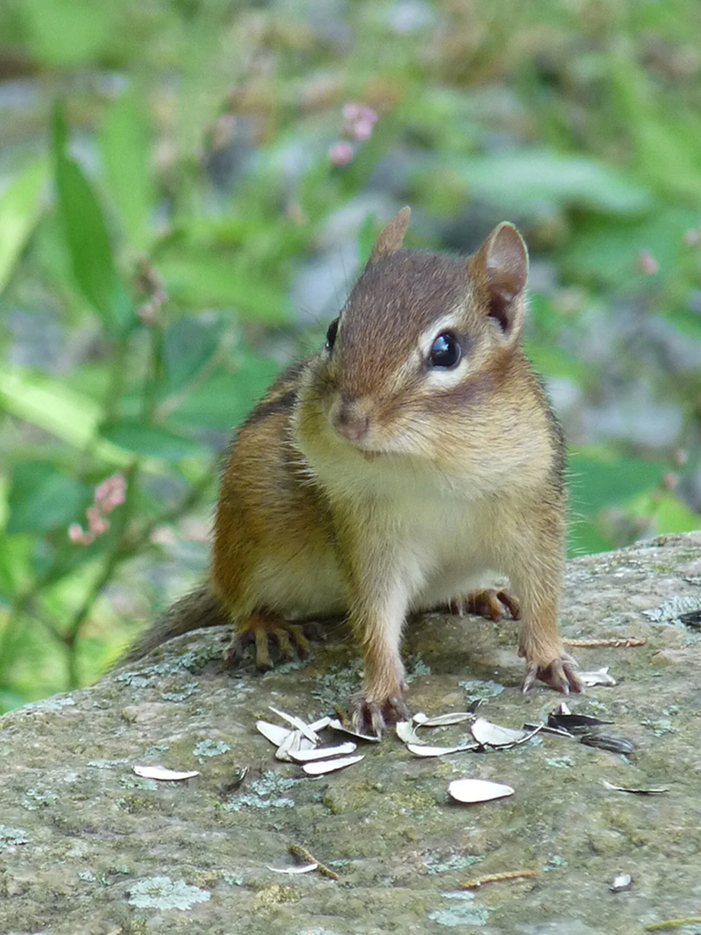 Chipmunk Eating Seeds